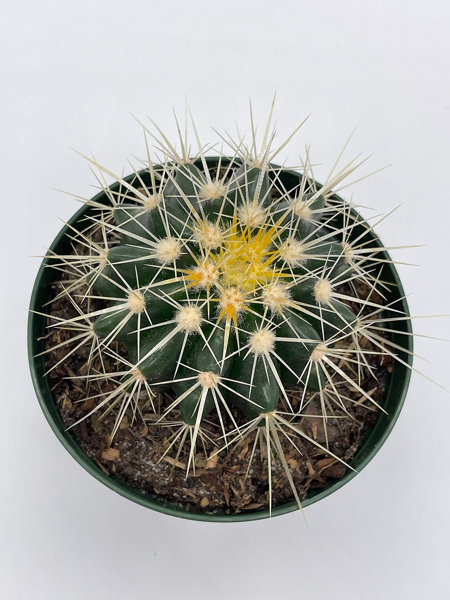 Golden Barrel Cactus, Echinocactus Grusonii, 4 inch