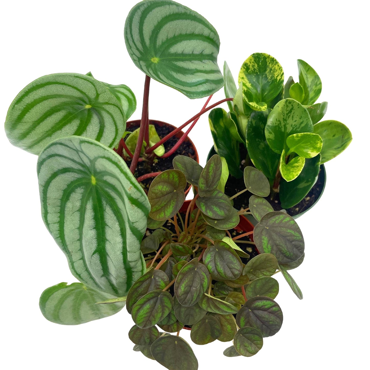 Peperomia Assortment Set, 4 inch pots, Set of 3, Watermelon, Marble, Ripple, Rosso, peppermill, Quito, Variety Assorted Collection