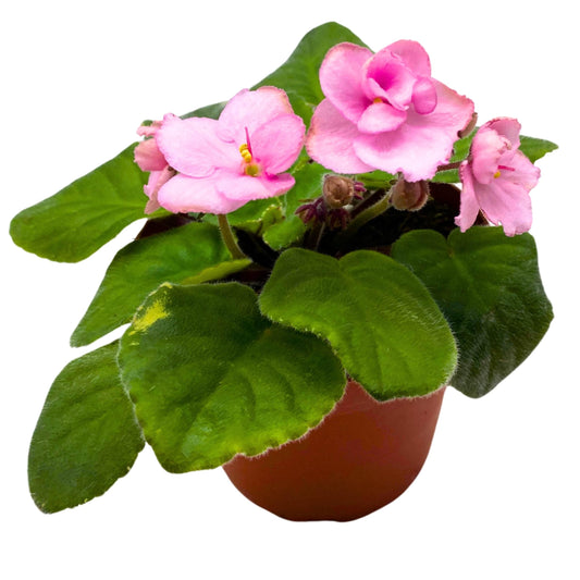 Harmony Foliage Ma's Debutante African Violet 4 inch