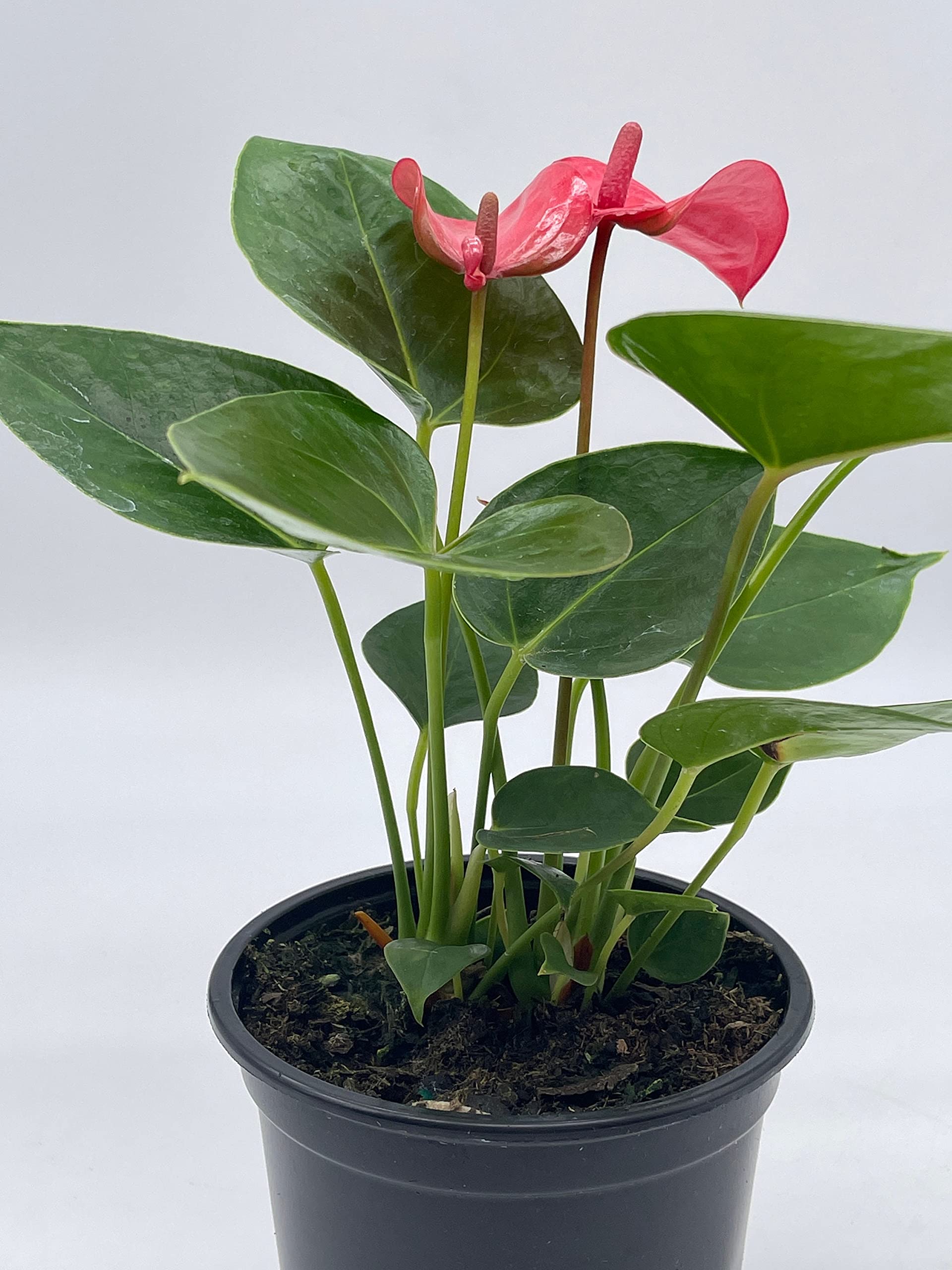 REHAB Anthurium Pinkleyi in a selling 4