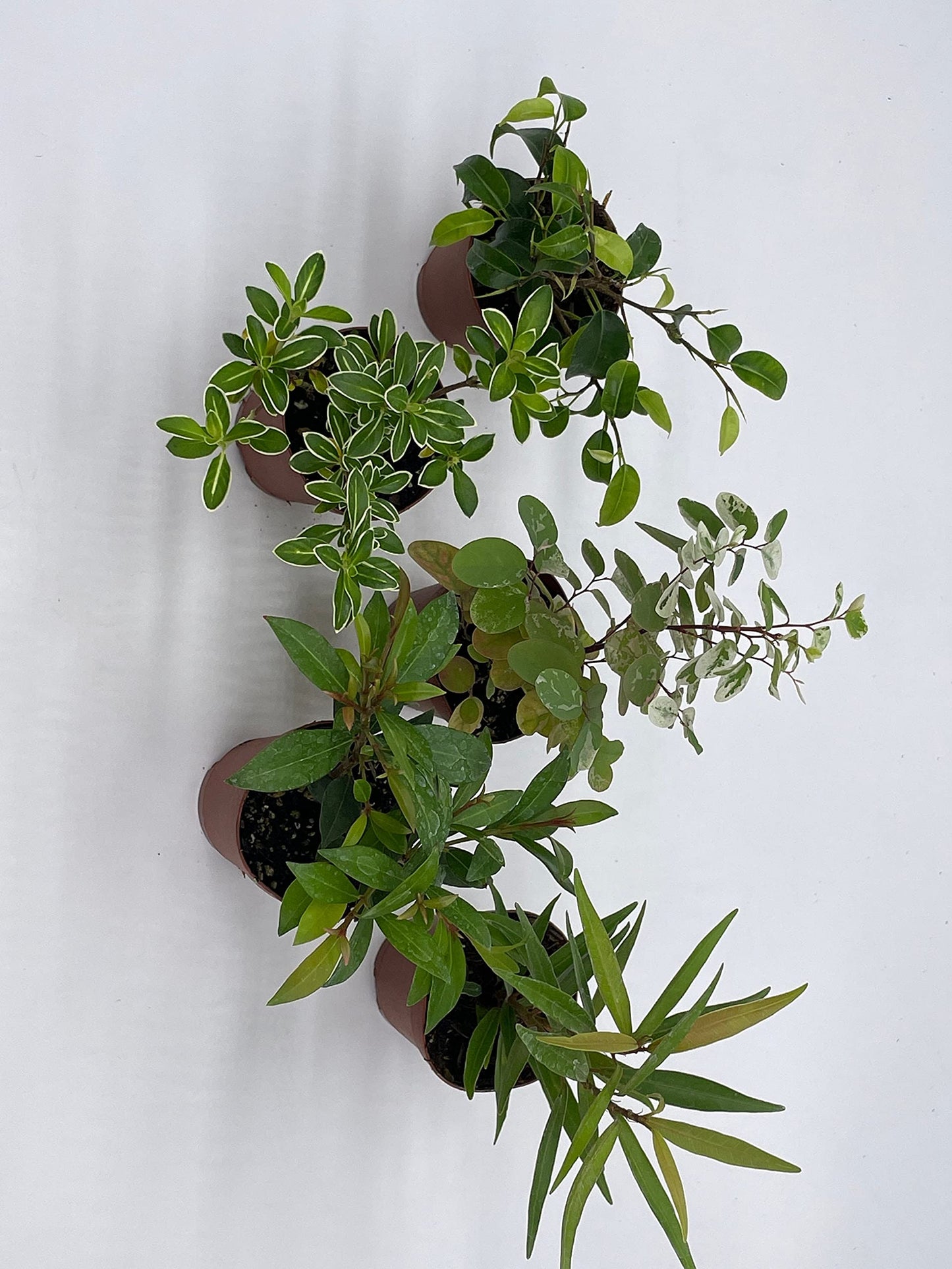 Pre-Bonsai & Ficus Assortment, 2 inch pots, 5 Different Shrubby Ferns, Bonsai Starts