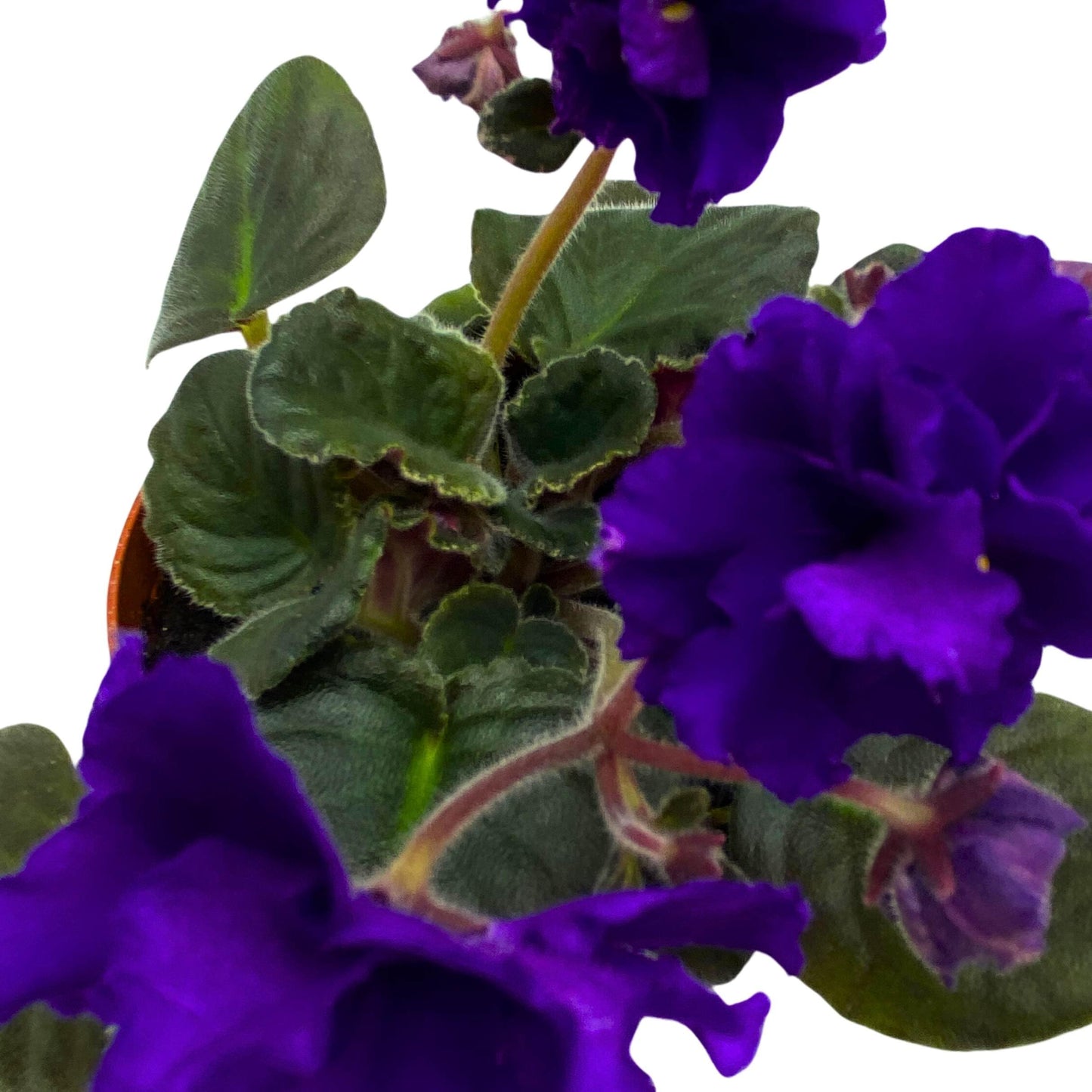 Harmony Foliage Festival on Ice African Violet Saintpaulia 4 inch