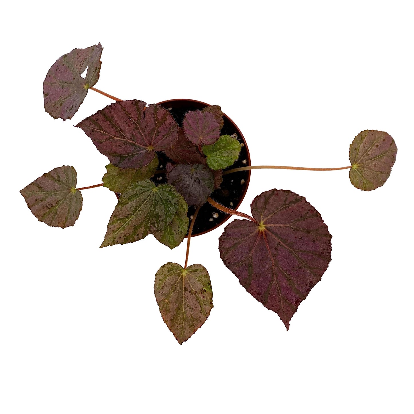 BubbleBlooms Harmony's Stormy Sunset Begonia, Passing Storm Begonia, Silver and Pink Begonia Rex in 4 inch Pot, Tear-Shaped Leaves