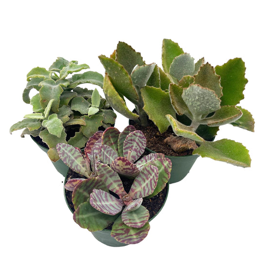 Kalanchoe Assortment Set, 4 inch pots, Set of 3, Variety, Humilis, Chocolate Solider, Feltbush, Felt Bush Plants