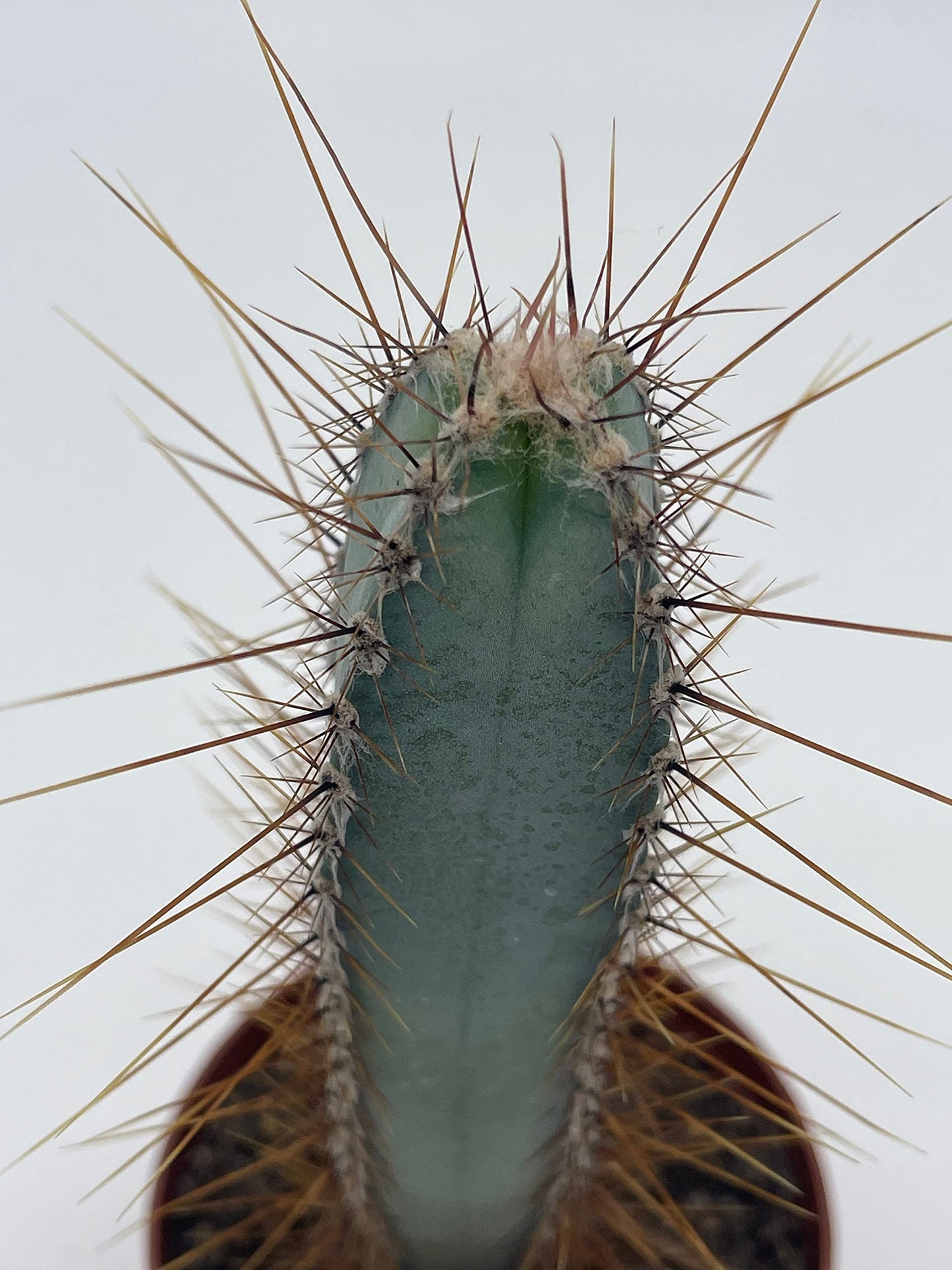 Blue Column Cactus, Pilosocereus Azureus, 3 inch, Square Shaped Blue Torch columnar Cacti pachycladus