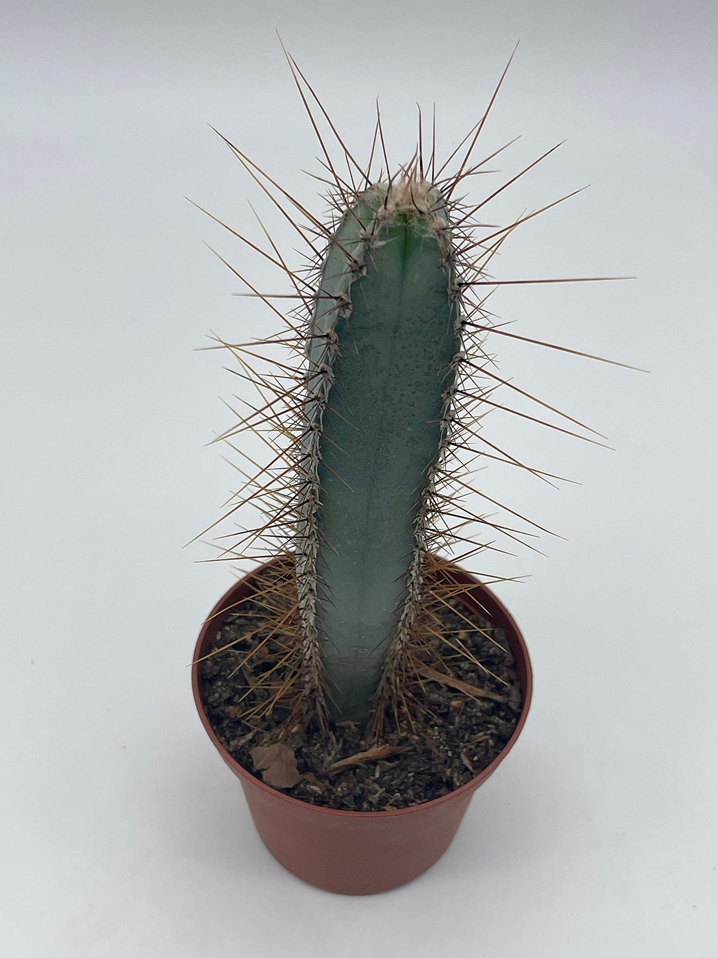 Blue Column Cactus, Pilosocereus Azureus, 3 inch, Square Shaped Blue Torch columnar Cacti pachycladus