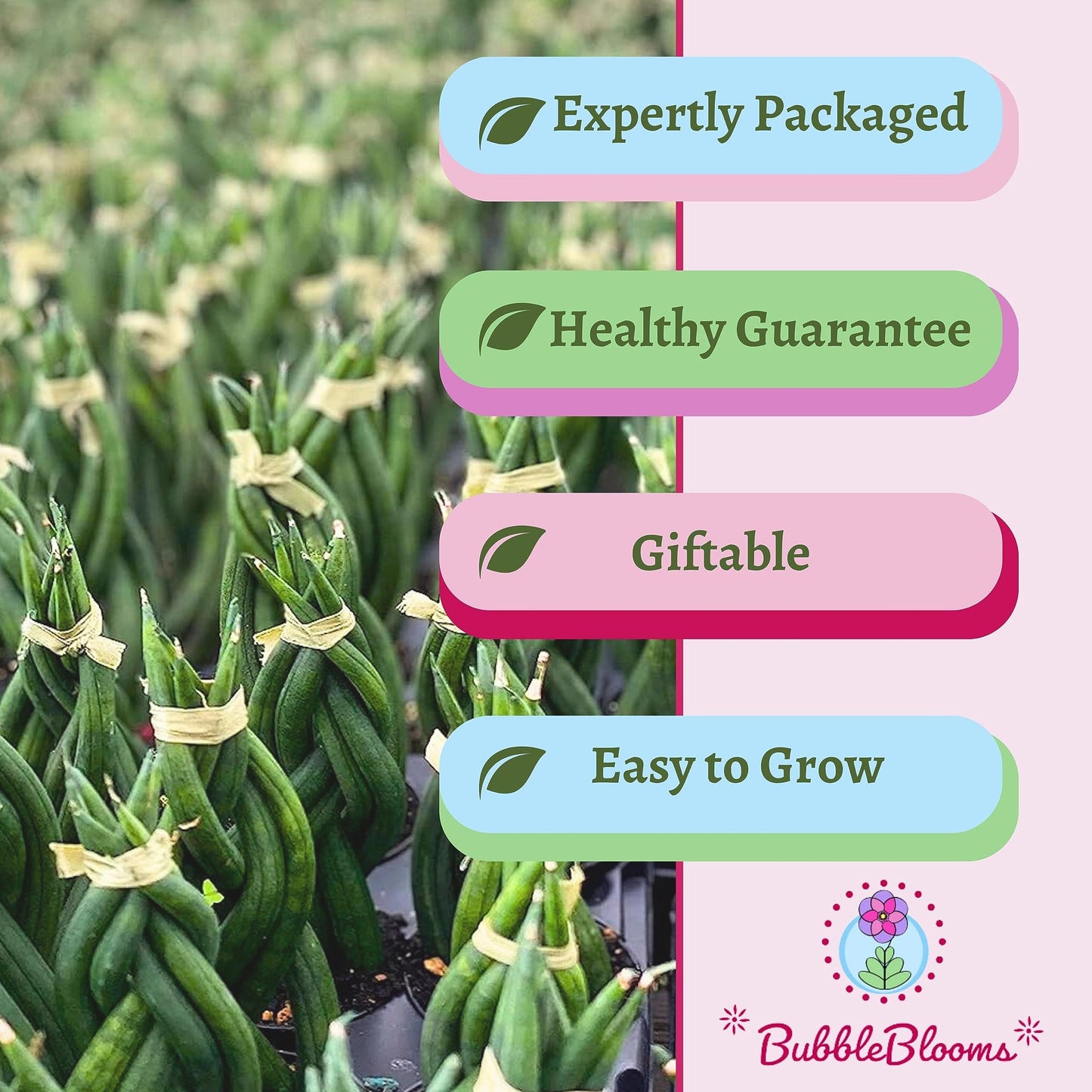 BubbleBlooms Braided African Spear in a 2 inch Pot Snake Plant Braid Spear Sansevieria cylindrica