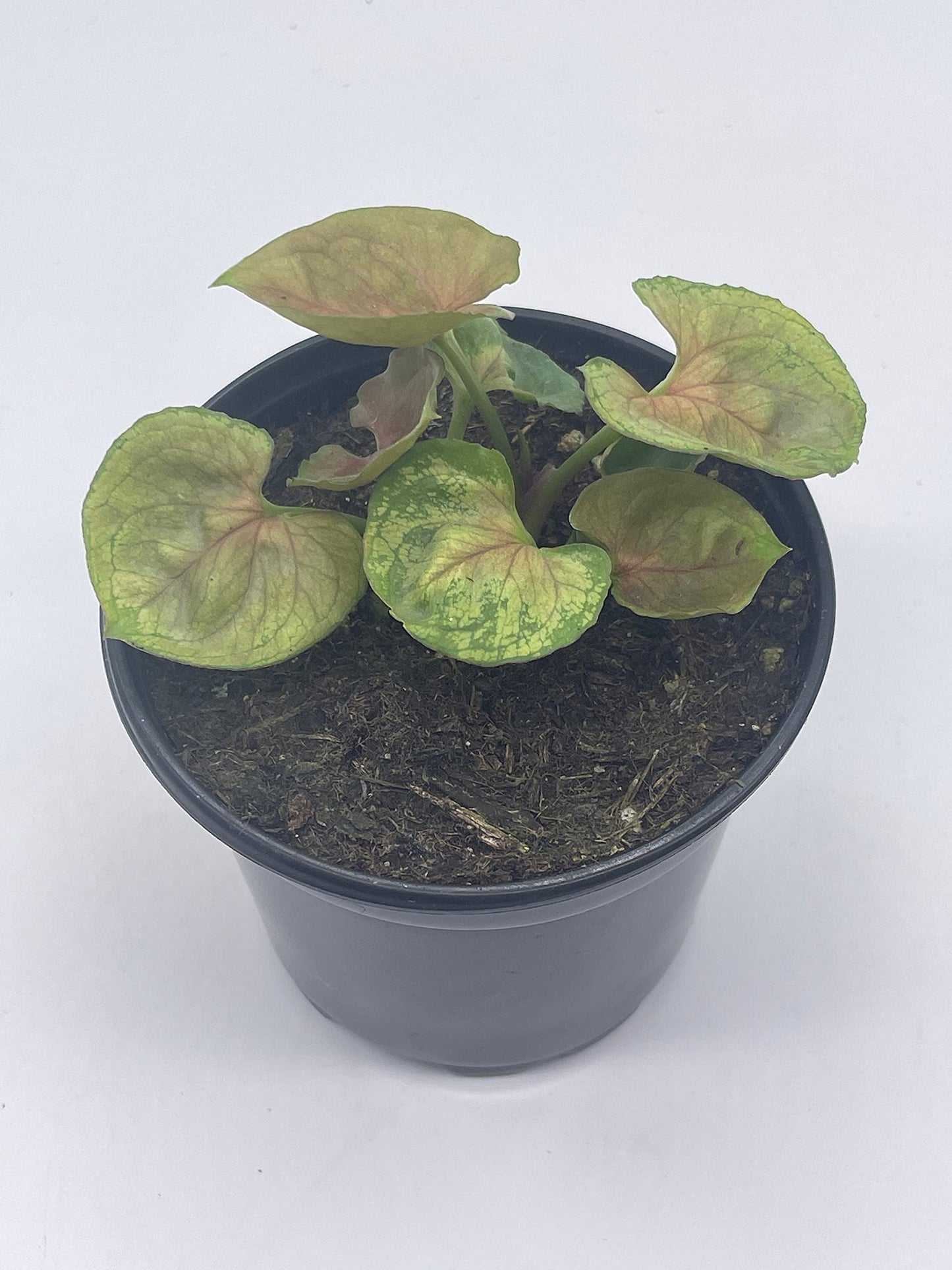 Syngonium Podophyllum, Mango Allusion, 4 inch, Arrowhead Vine