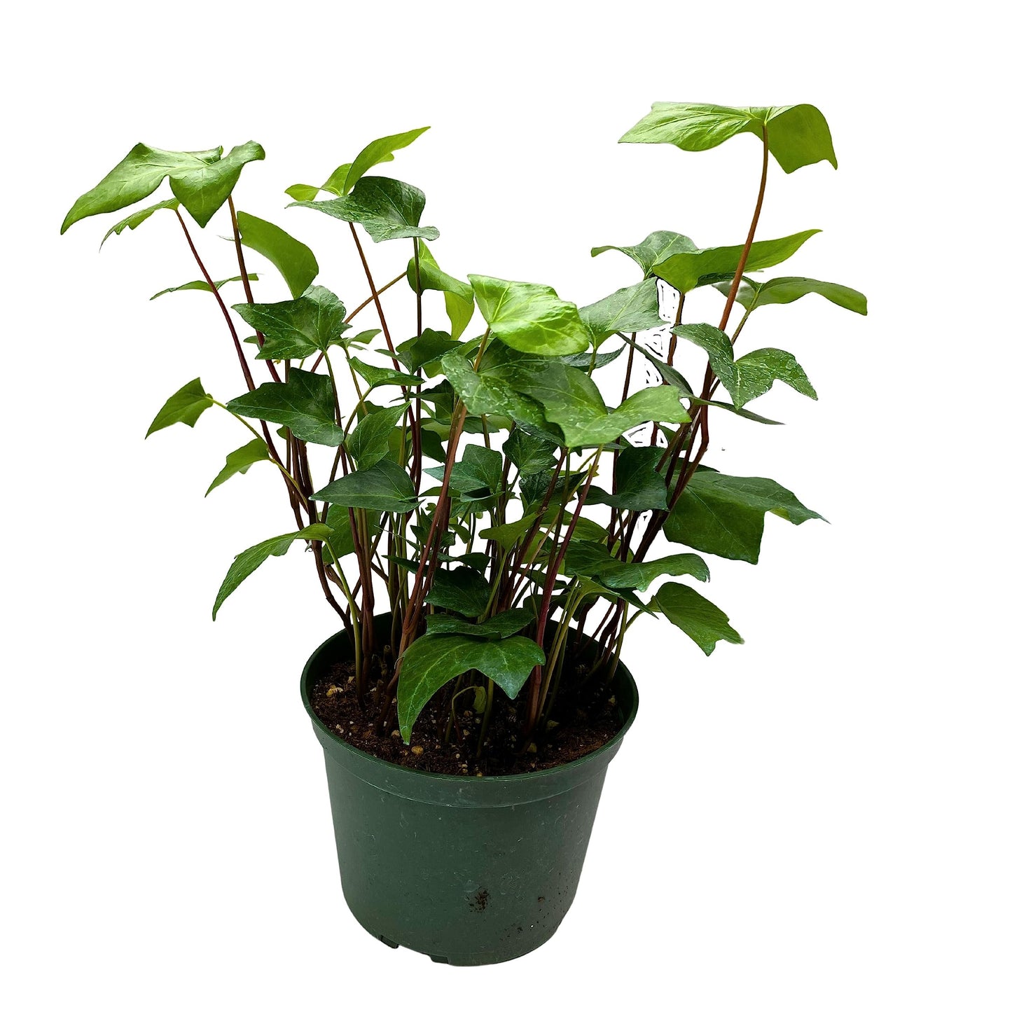 BubbleBlooms Algerian Ivy, Canary Island Ivy, Canary Ivy, Coney Island Ivy, Madeira Ivy in 6 inch Pot