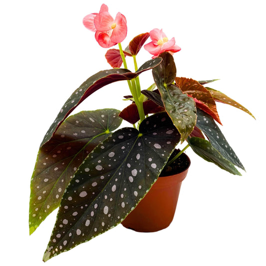 Harmony Foliage Harmony's Spotted Rim Angel Wing Cane Begonia 4 inch