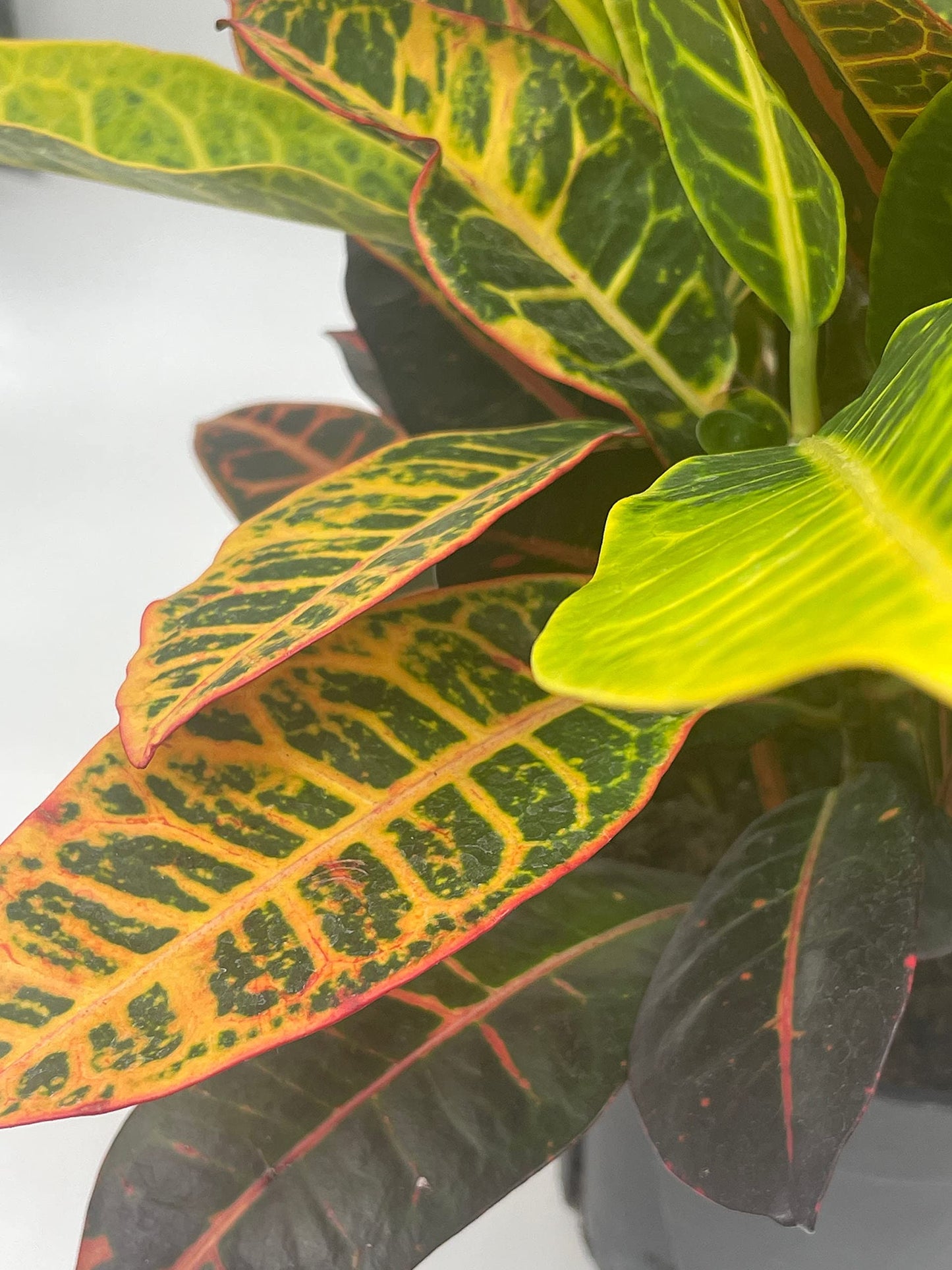 Codiaeum variegatum, 6 inch, Variegated Croton, Garden Croton, Vibrant House Plant