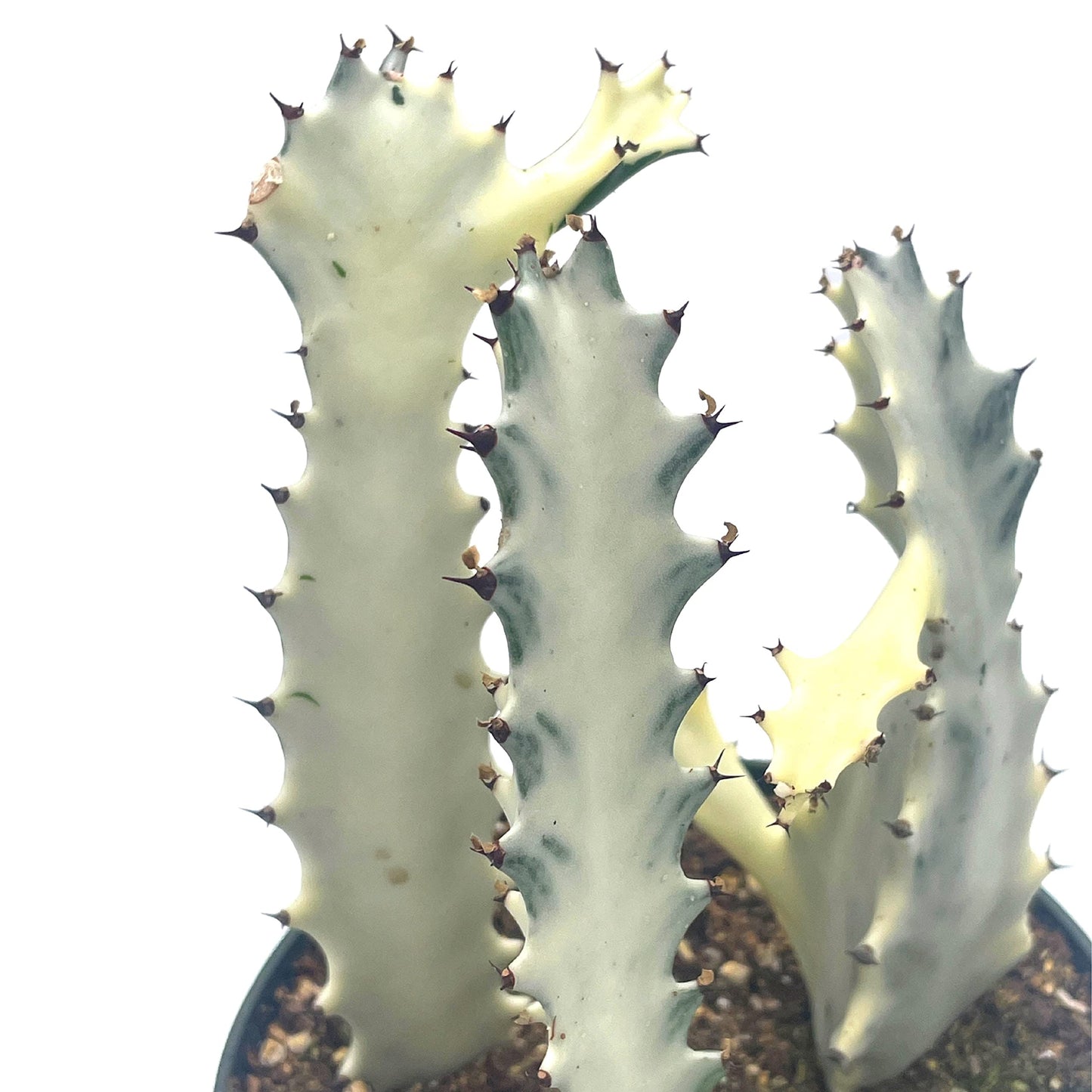 Ghost Variegated Euphorbia Trigona, White African Milk Tree, Extremely Rare All Albino Variegation