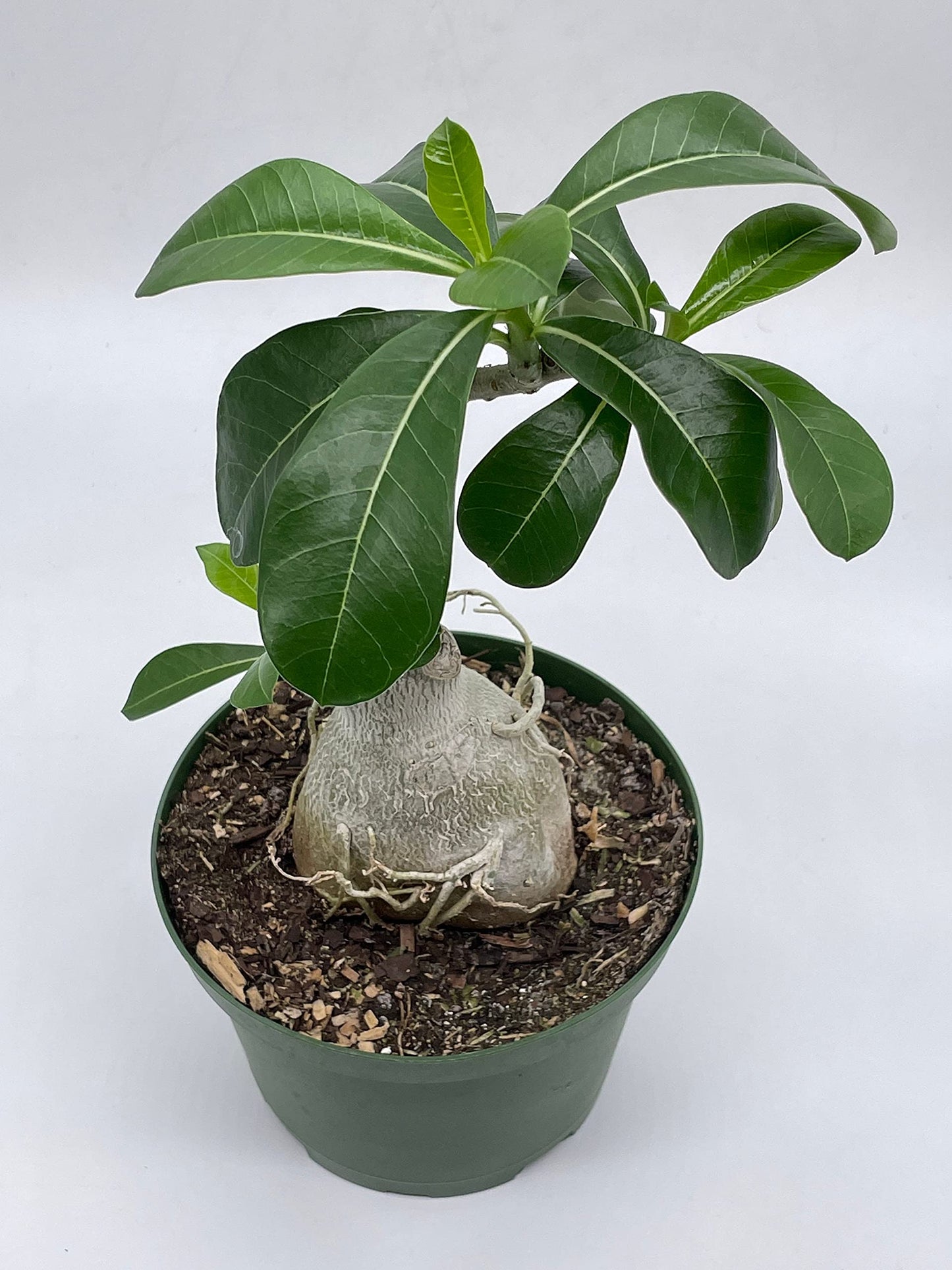 Desert Rose, 6 inch Pot, Adenium Obesum, Very Round Pot Belly Stump