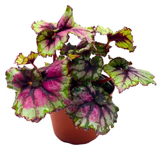 Harmony Foliage Begonia Rex Ballroom 4 inch