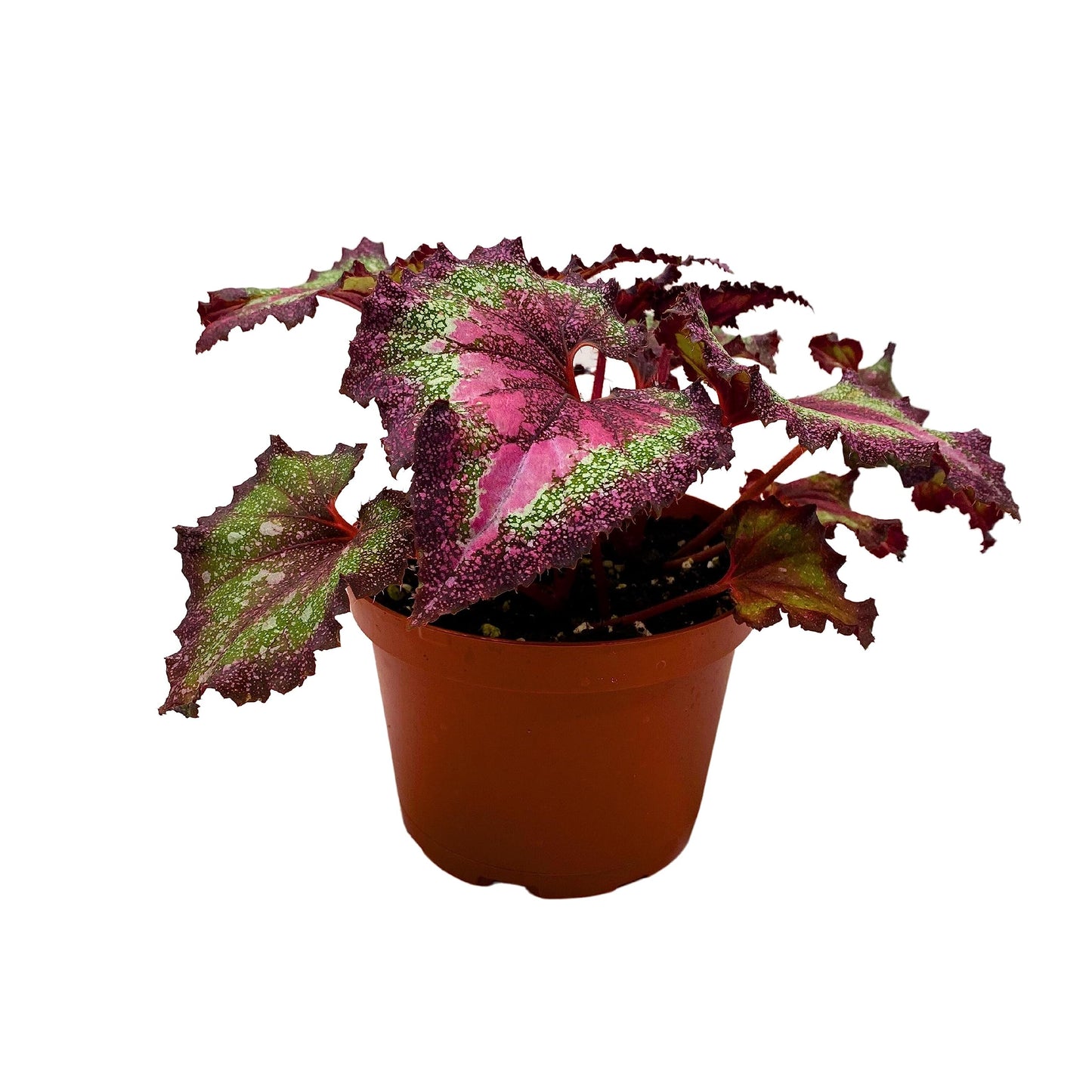 Harmony's BubbleBlooms Love Potion Begonia, Variegated Begonia Rex in 6 inch Pot