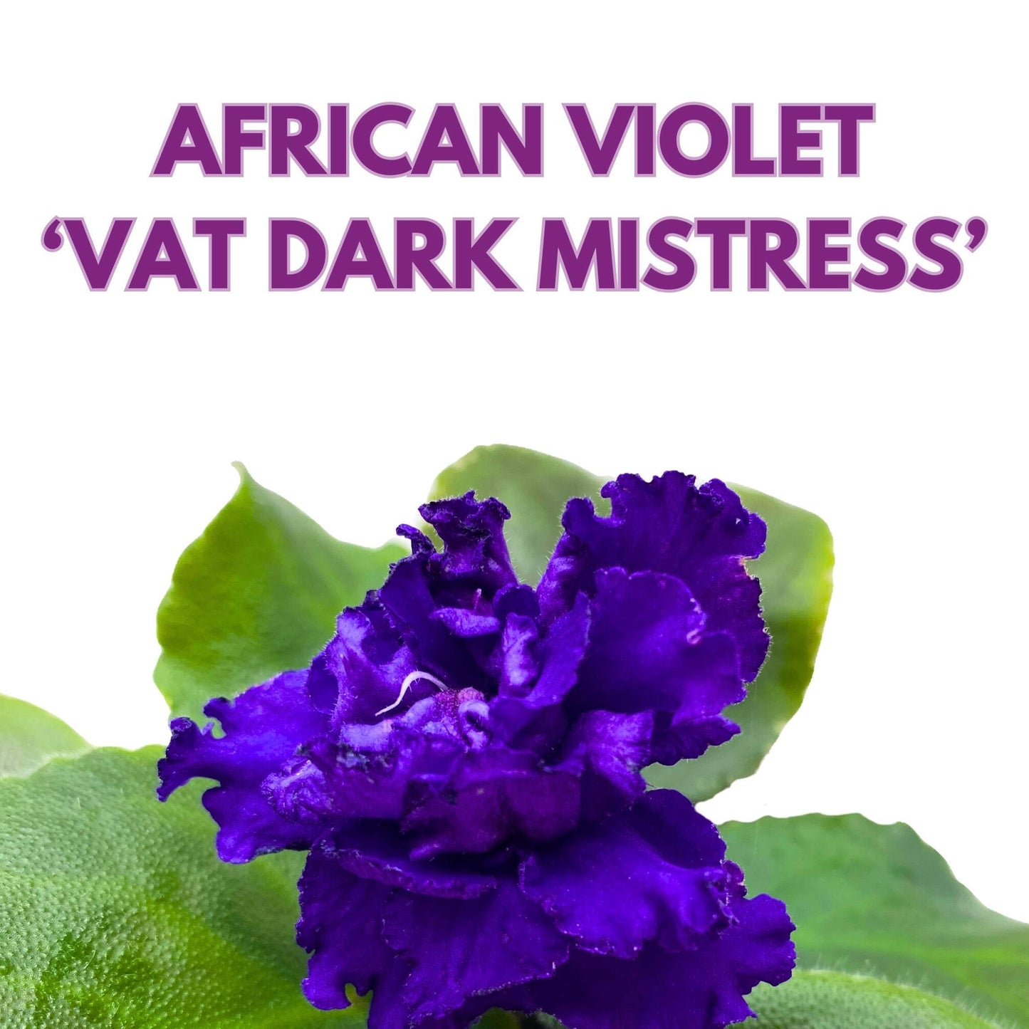 Harmony Foliage VaT Dark Mistress African Violet Saintpaulia 4 inch