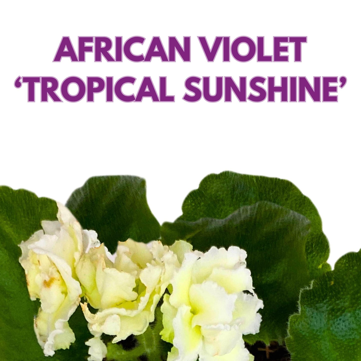 Harmony Foliage Tropical Sunshine African Violet Saintpaulia 4 inch