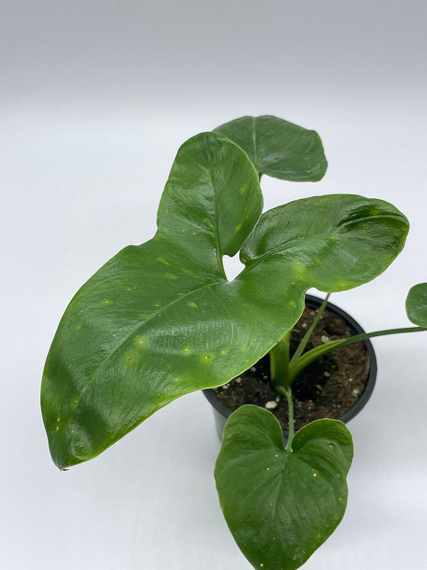 Philodendron Goeldii, 4 inch, Rare Gold Philo, Finger Leaf, Philodendron Fun Bun, Thaumatophyllum spruceanum