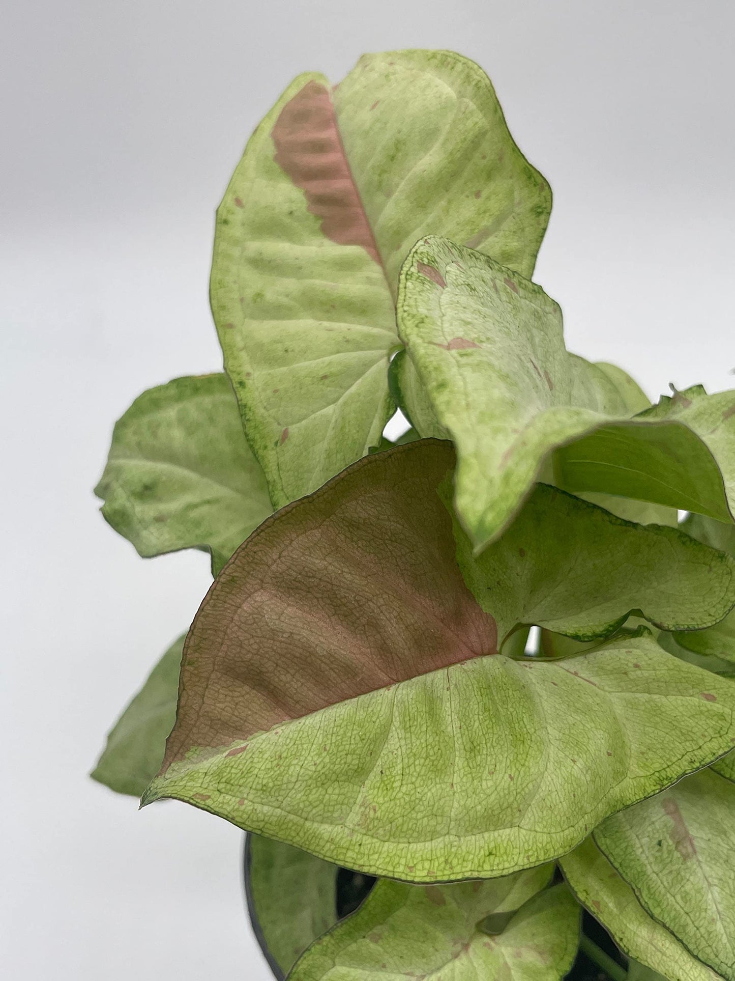 Milk Confetti Pink Variegated Syngonium, 4 inch, Syngonium Albo Variegata Half Moon Pixie