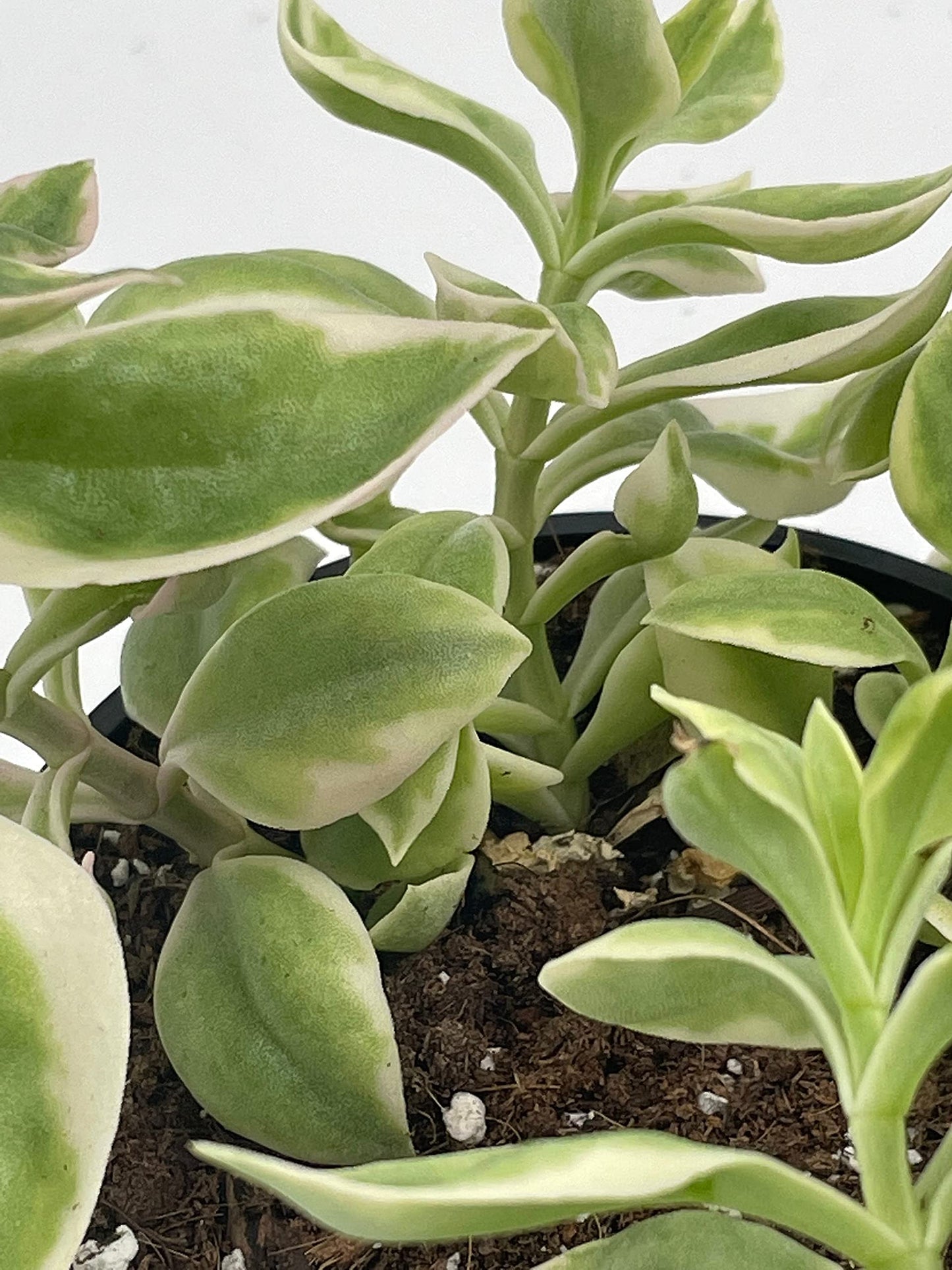 Variegated Baby Sun Rose, Variegated Red Aptenia, Heartleaf Ice Plant, Dew Plant, Trailing red, Mesembryanthemum cordifolium 'Variegata'