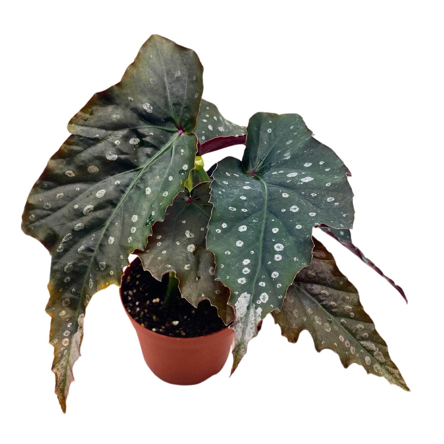 Harmony Foliage Harmony's Witcher Angel Wing Begonia 4 inch