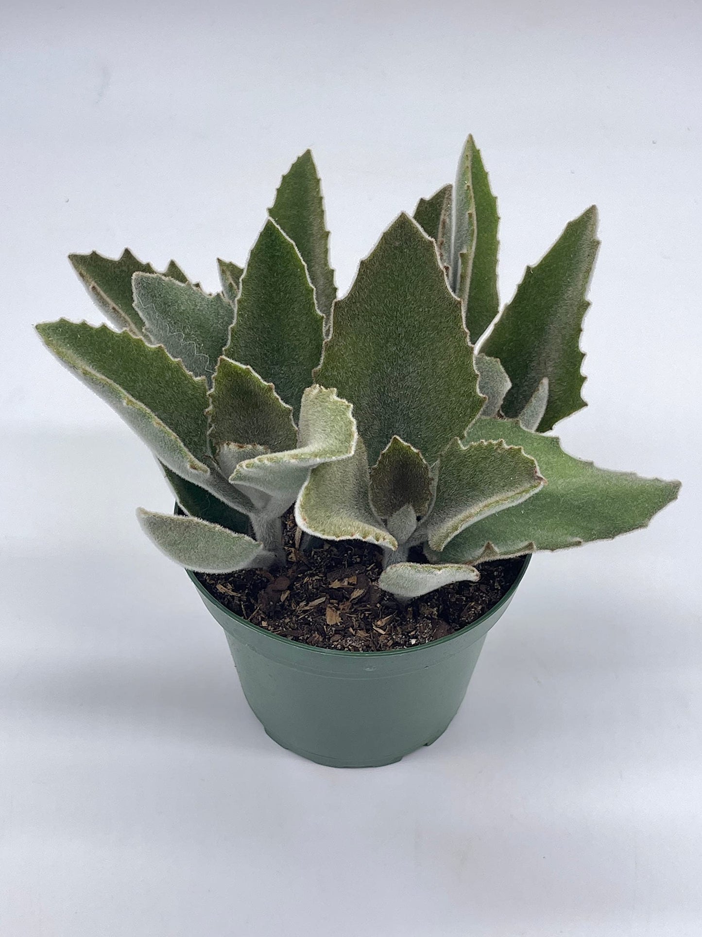 Kalanchoe Beharensis, 4 inch, Donkey Ears, Drake Donkey's Ear Succulent