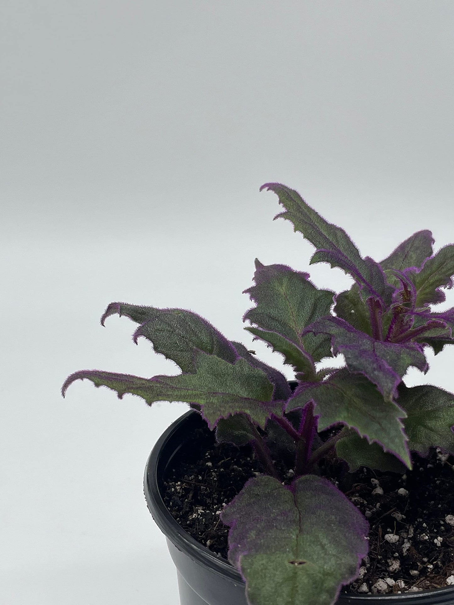 Flame Violet Velvetplant, Gynura aurantiaca, Purple Velvet Plant in 4 inch Pot. Fuzzy Leaves