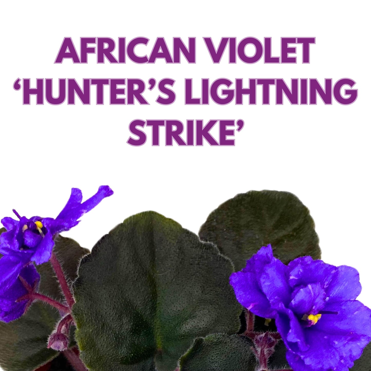 Harmony Foliage Hunter's Lightning Strike African Violet Saintpaulia 4 inch