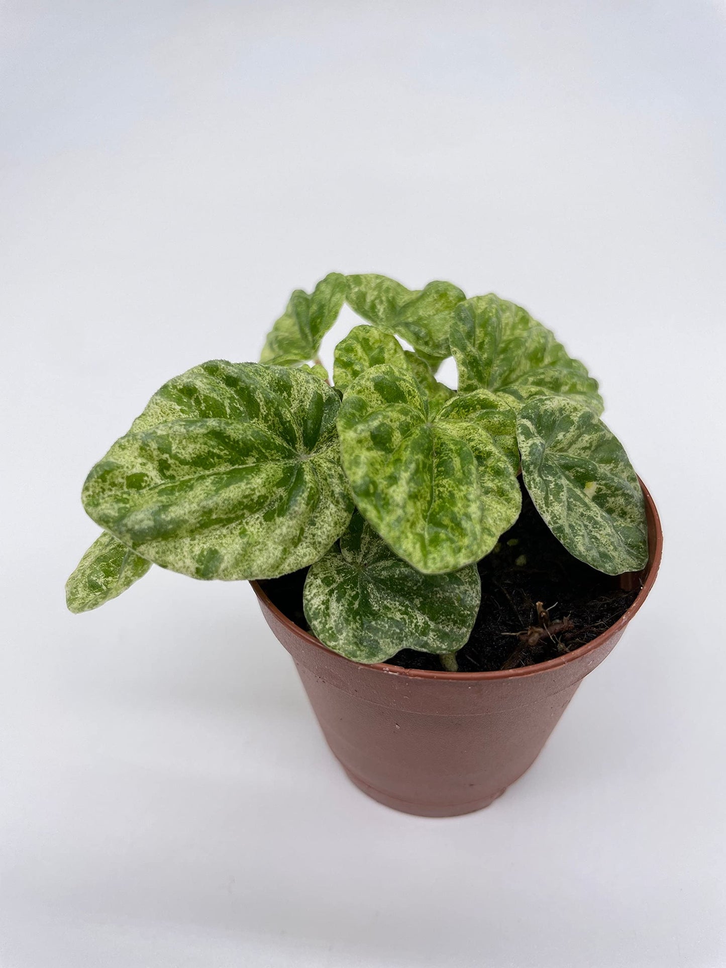 Variegated Emerald Ripple Peperomia, Freckles, Caperata, 2 inch Pot, Rare Pep, Tiny Mini Pixie Plant Rare Exclusive