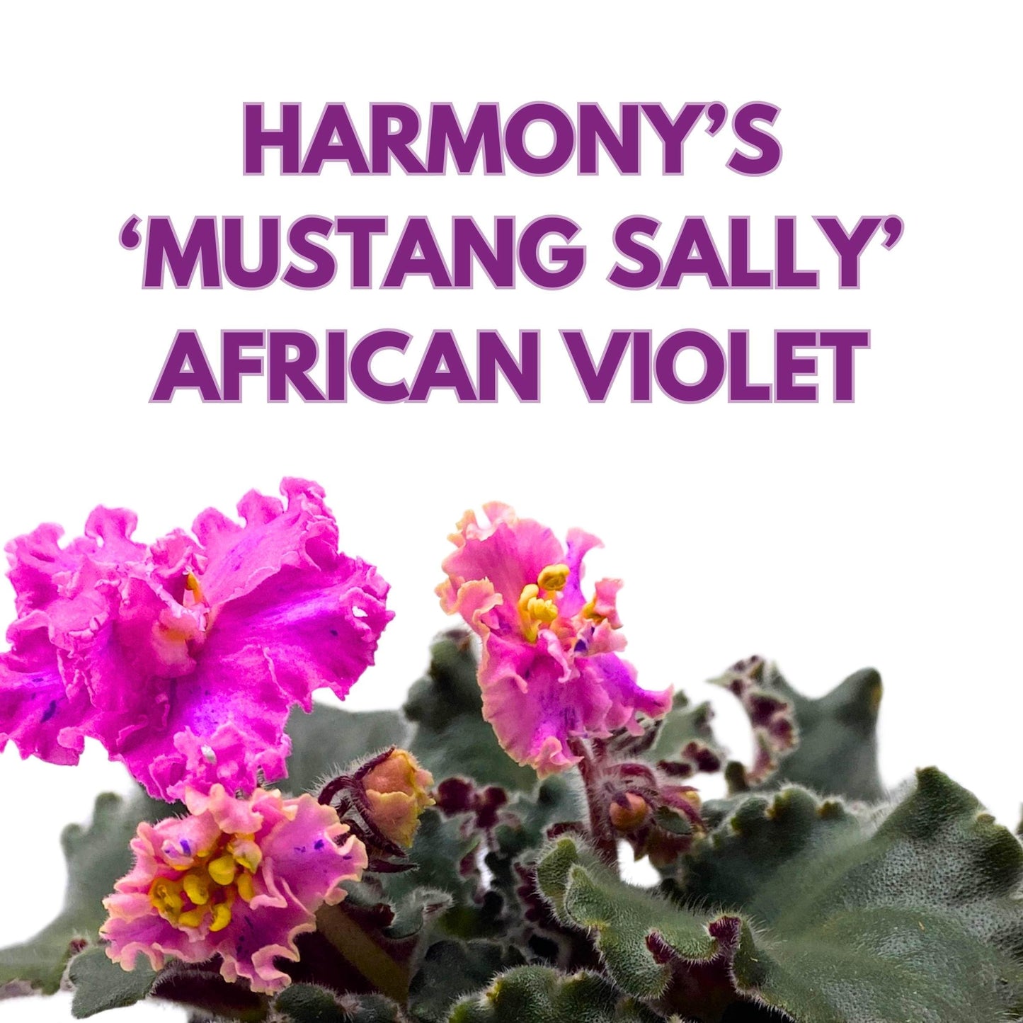 Harmony Foliage Harmony's Mustang Sally African Violet Saintpaulia 4 inch