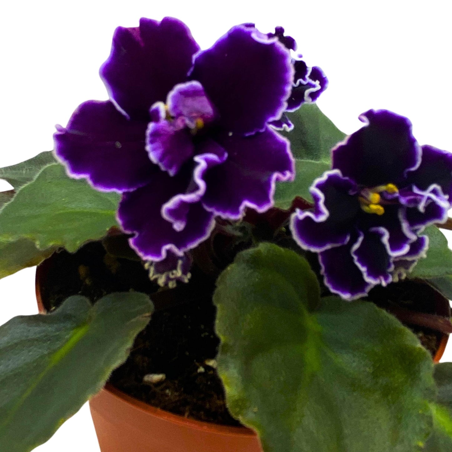 Harmony Foliage Edge of Darkness African Violet Saintpaulia 4 inch