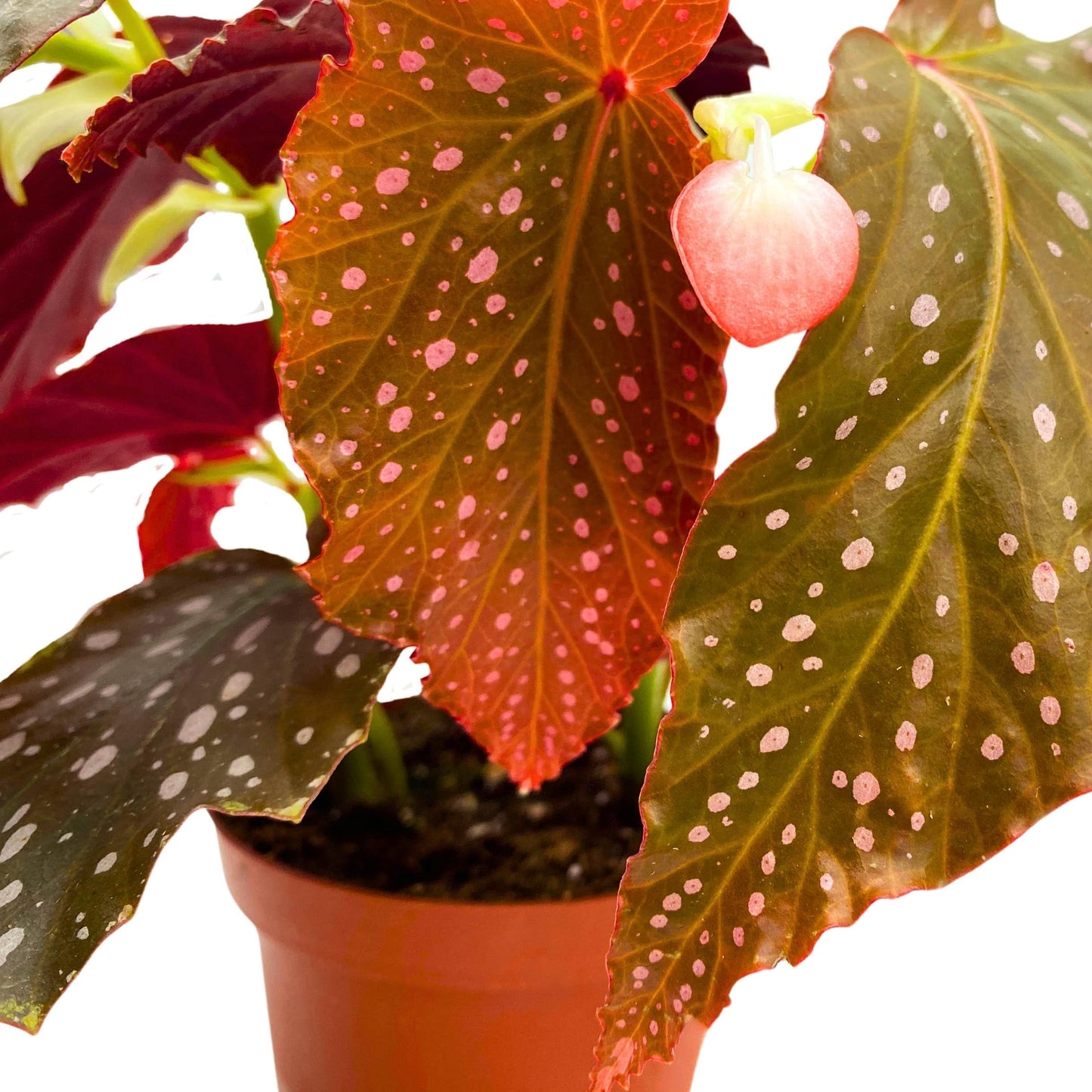 Harmony Foliage Harmony's Dreams Angel Wing Cane Begonia 4 inch