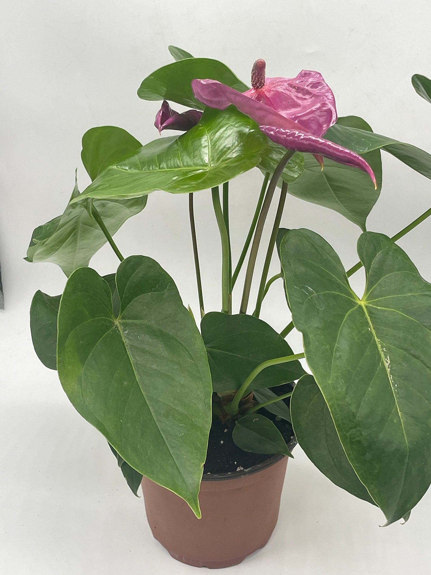 Anthurium Purple, in 6 inch Pot