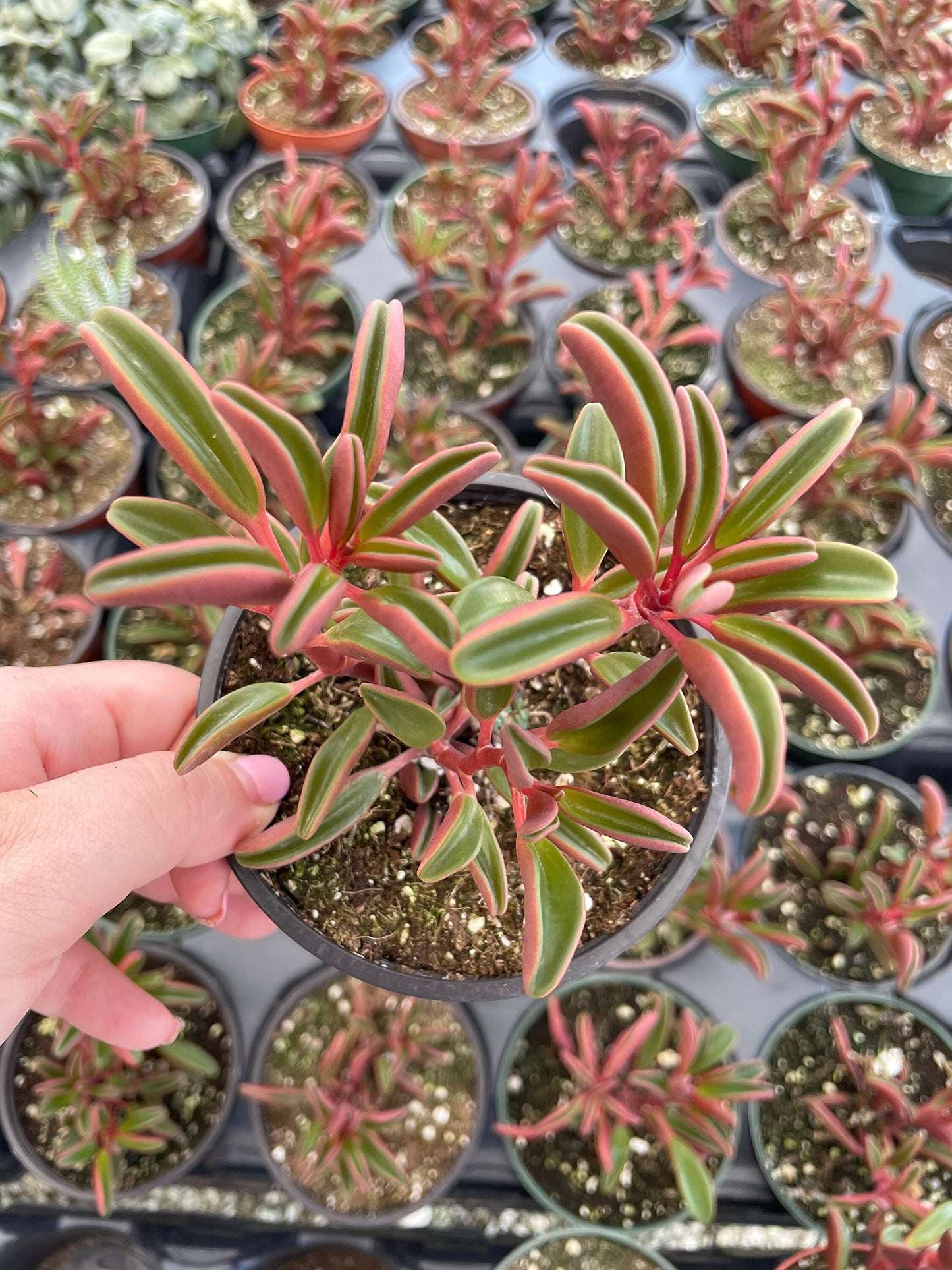 Red Taco Plant, 4 inch Peperomia graveolens Ruby Glow