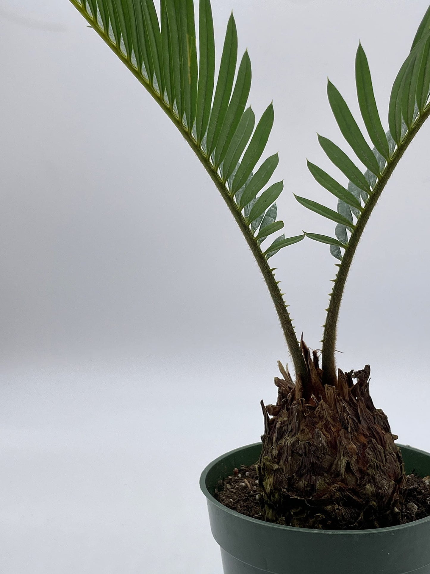 Queen Sago Palm, Cycas rumphii, in a 4 inch Pot (Cycas revoluta)