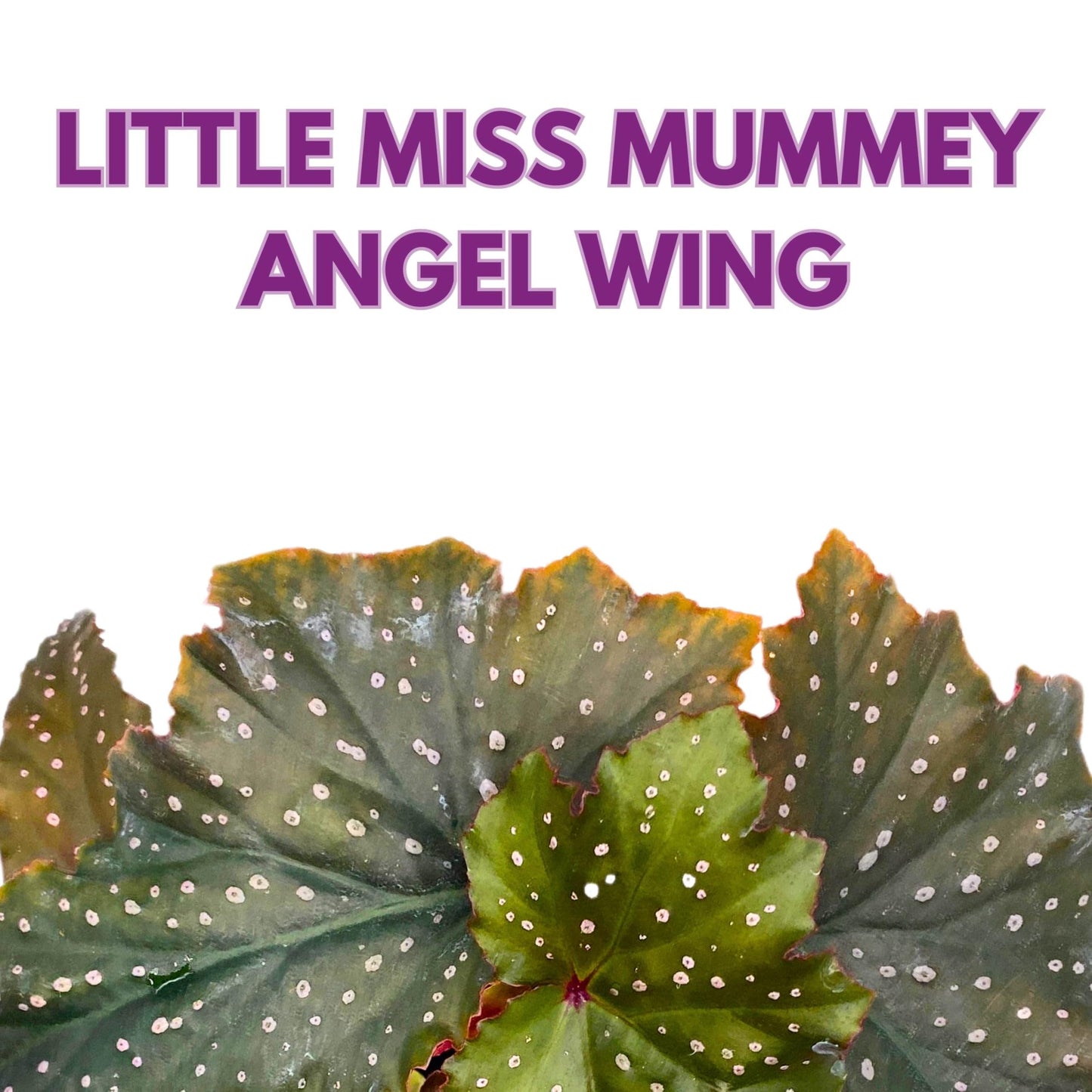 Harmony Foliage Little Miss Mummey Angel Wing Begonia 4 inch