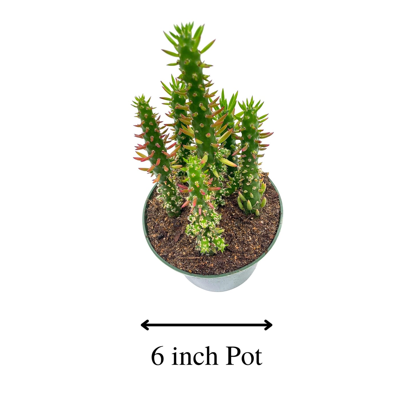 Pink Eves Pin Needle Cactus, 6 inch, Austrocylindropuntia Subulata, Pink Opuntia
