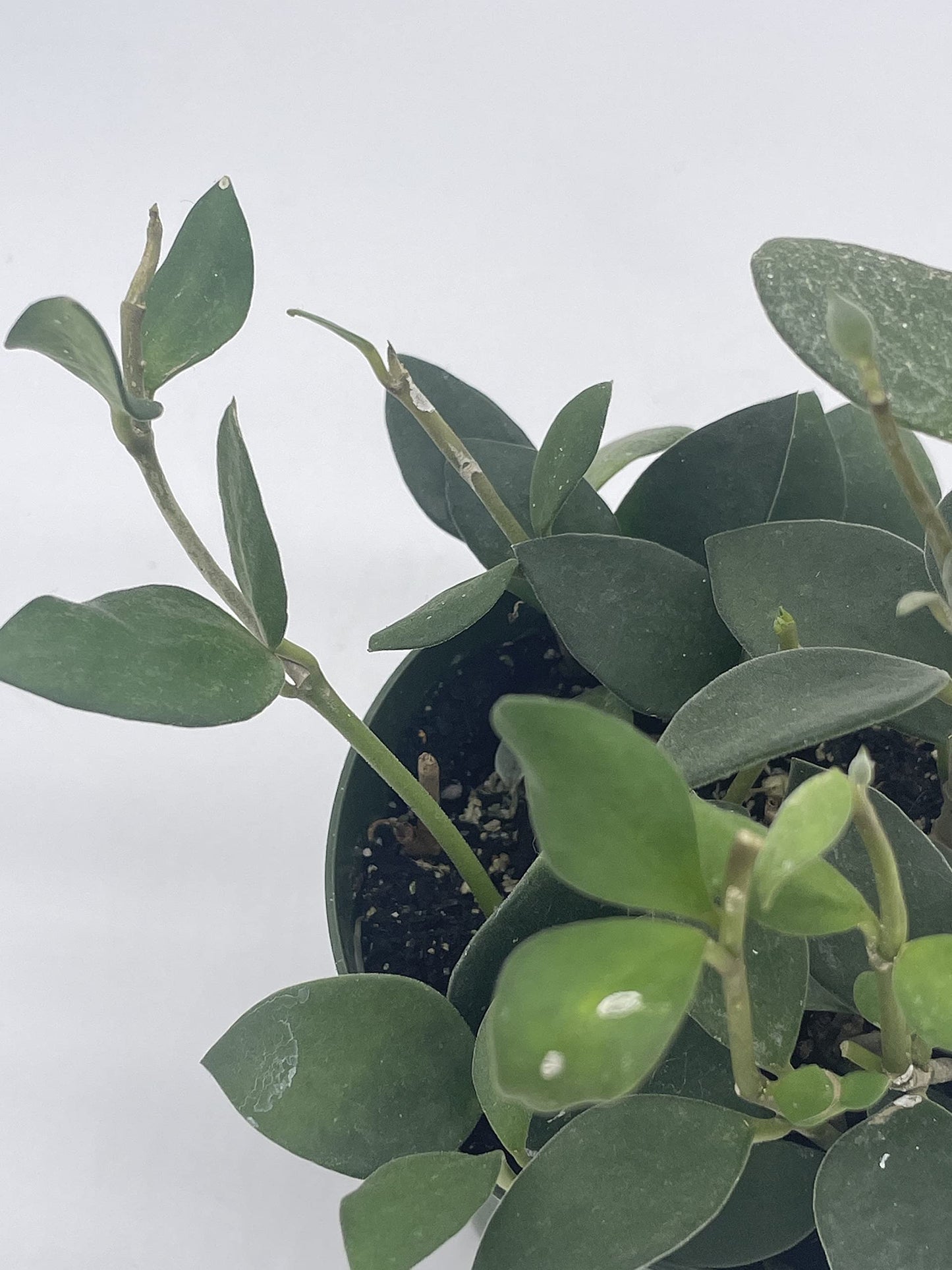 Hoya Pubera, 4 inch, Nummularioides Picta, Rare Fuzzy Leaves Hoya