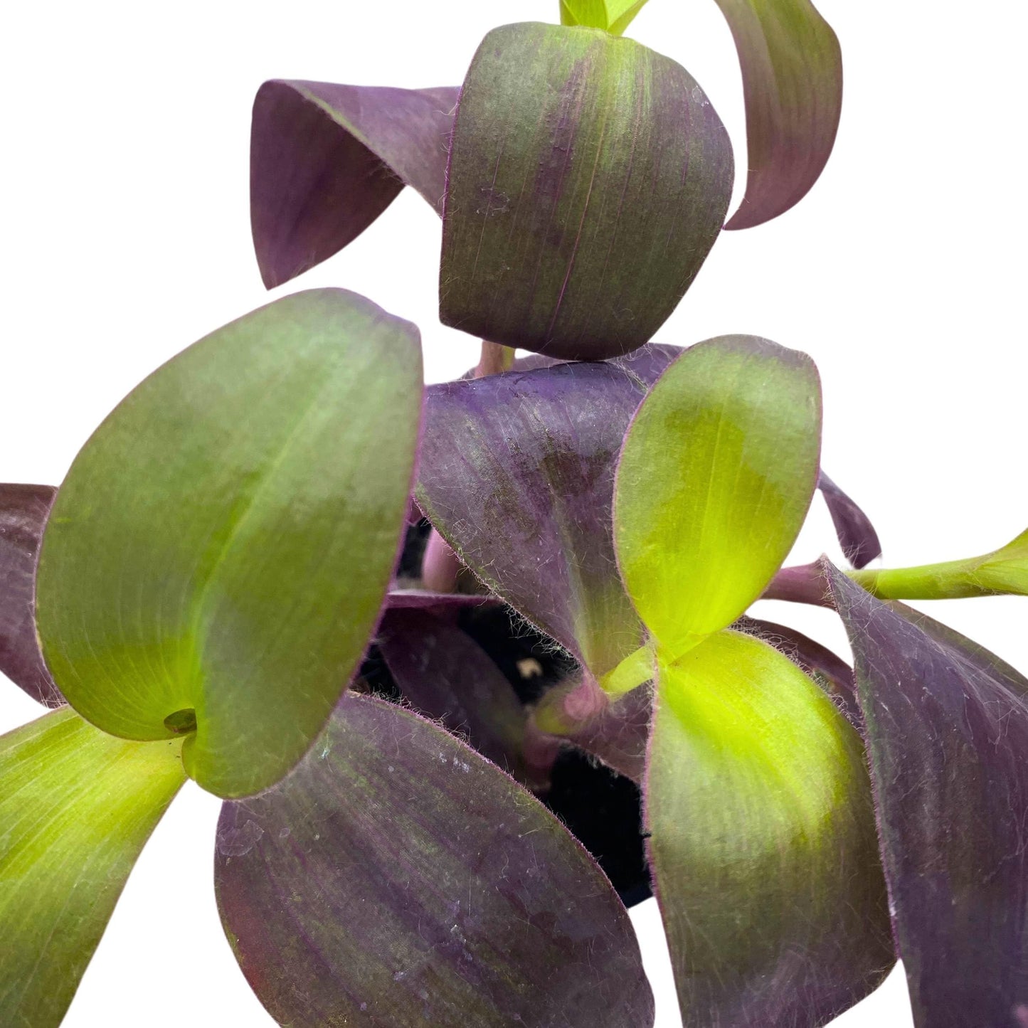 BubbleBlooms Tradescantia Padilla Purple Heart Wandering Dude 4 inch