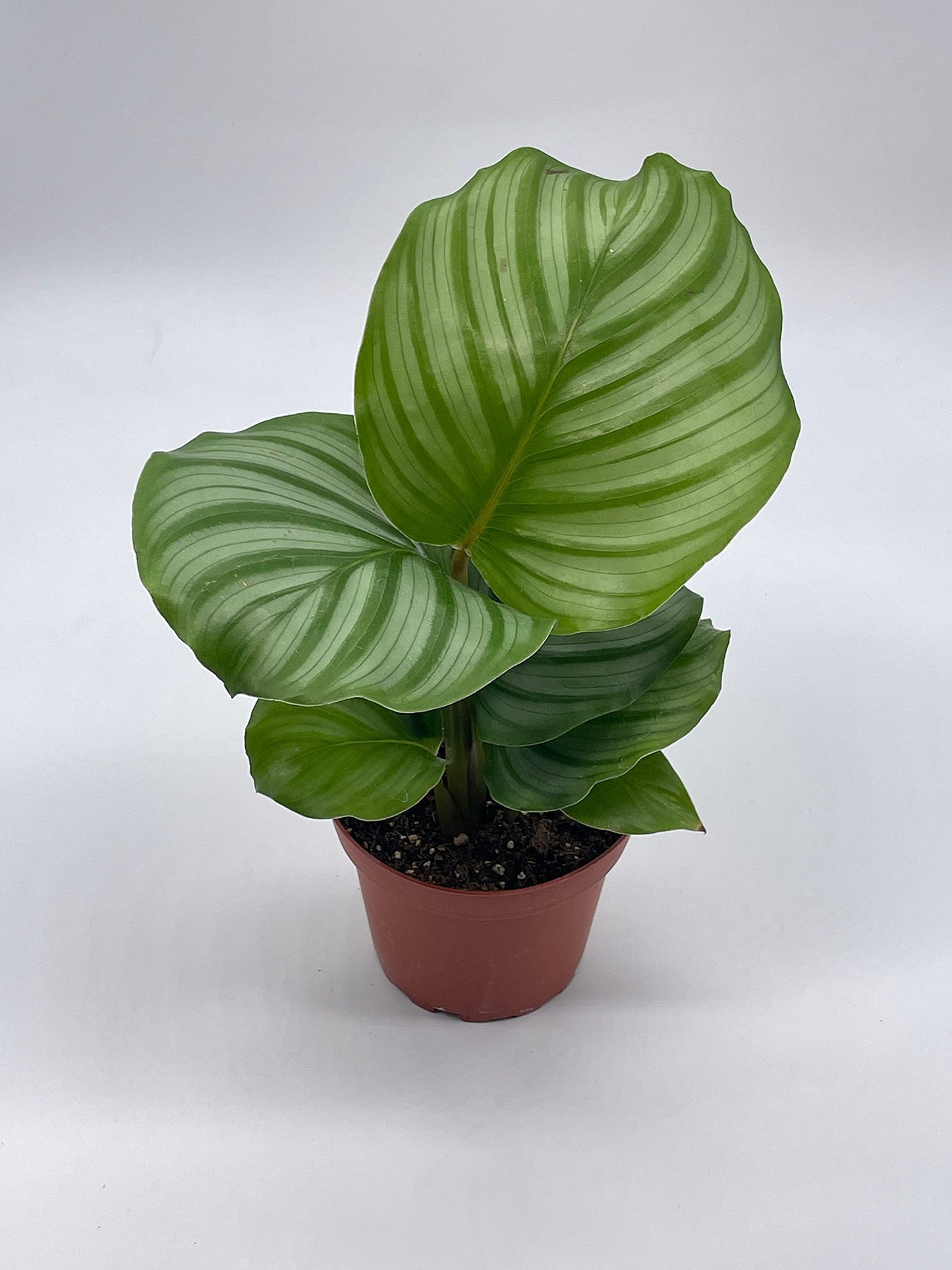 Calathea orbifolia, 4 inch, Round-Leaf calathea, Peacock Plant