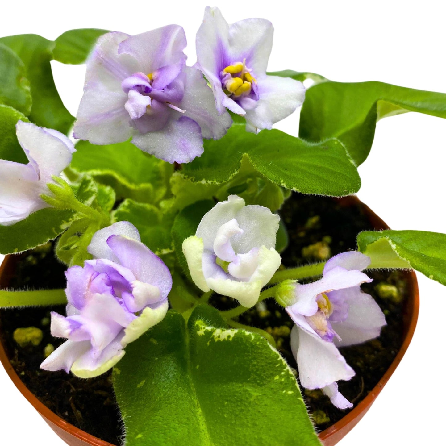 Harmony Foliage Senk's Snowy Egred Variegated African Violet Saintpaulia 4 inch