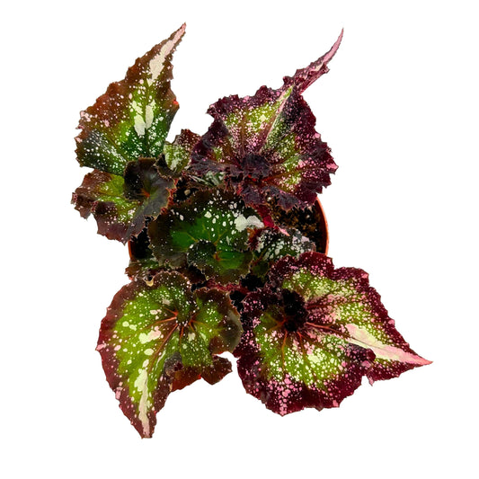 Harmony's Dream Weaver, 4 inch, New Begonia Rex Cultivar, Exclusive Release, Limited Stock