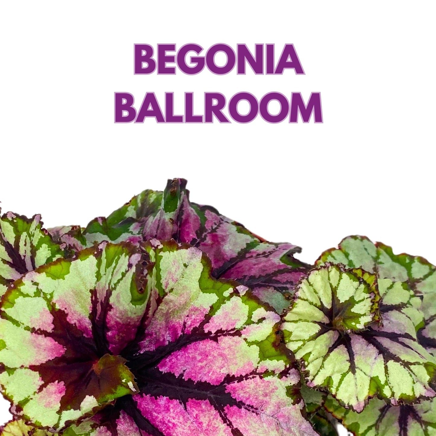 Harmony Foliage Begonia Rex Ballroom 4 inch