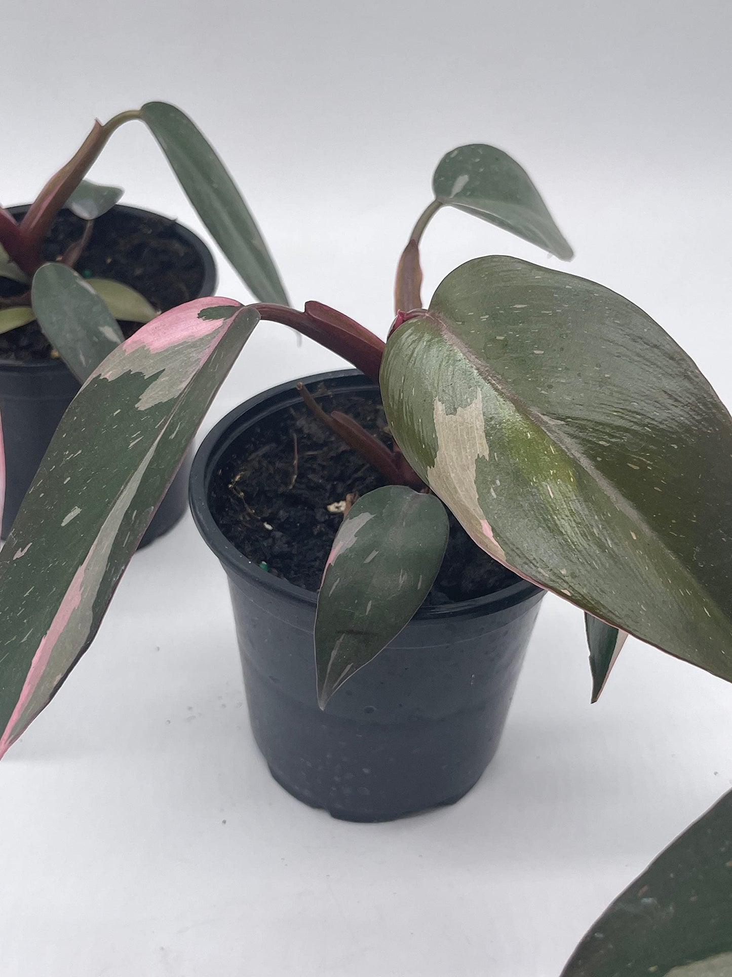 Philodendron Pink Princess, 4 inch Pot, Extremely Rare House Plant