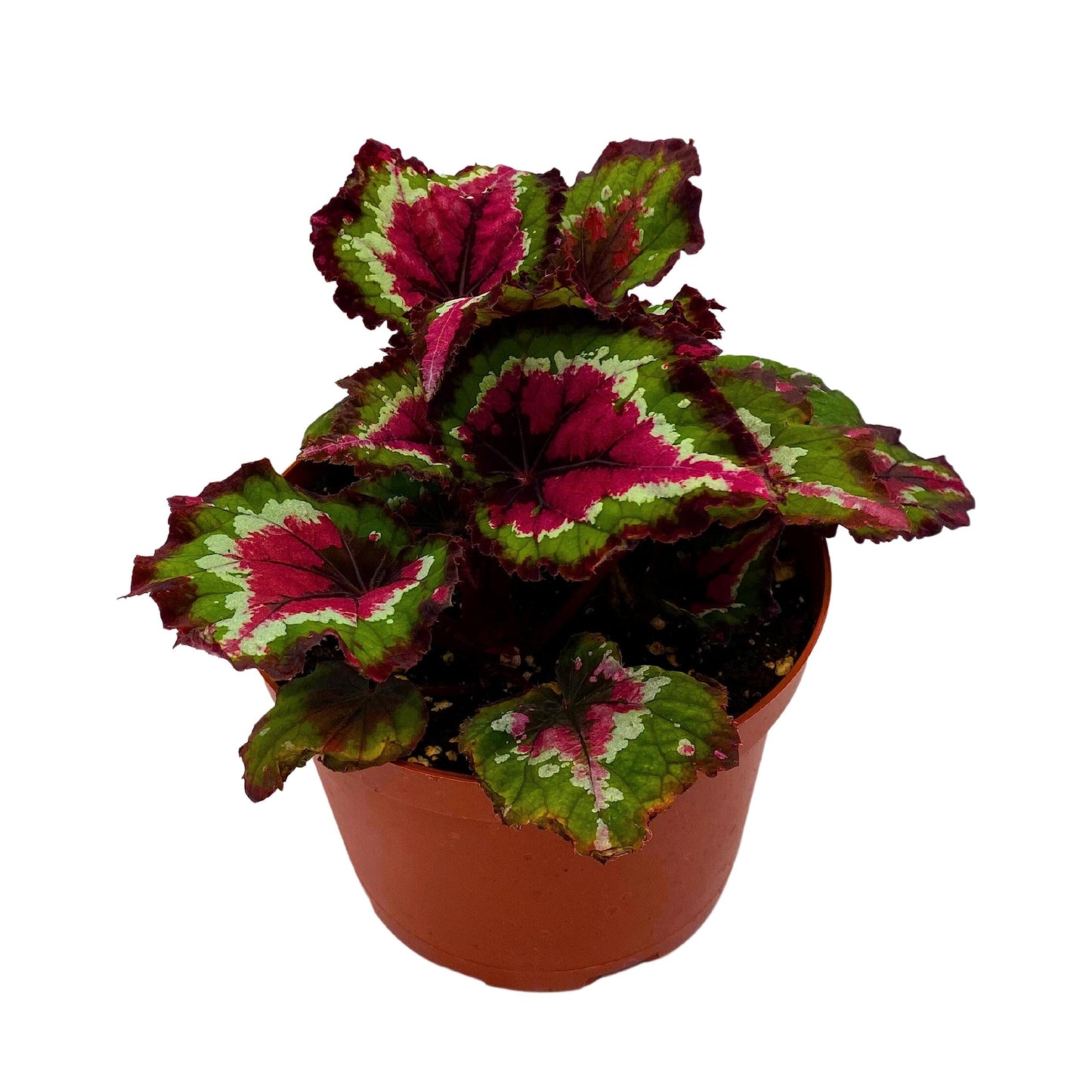 Harmony's BubbleBlooms Red Tail, Variegated Begonia Rex in 6 inch Pot