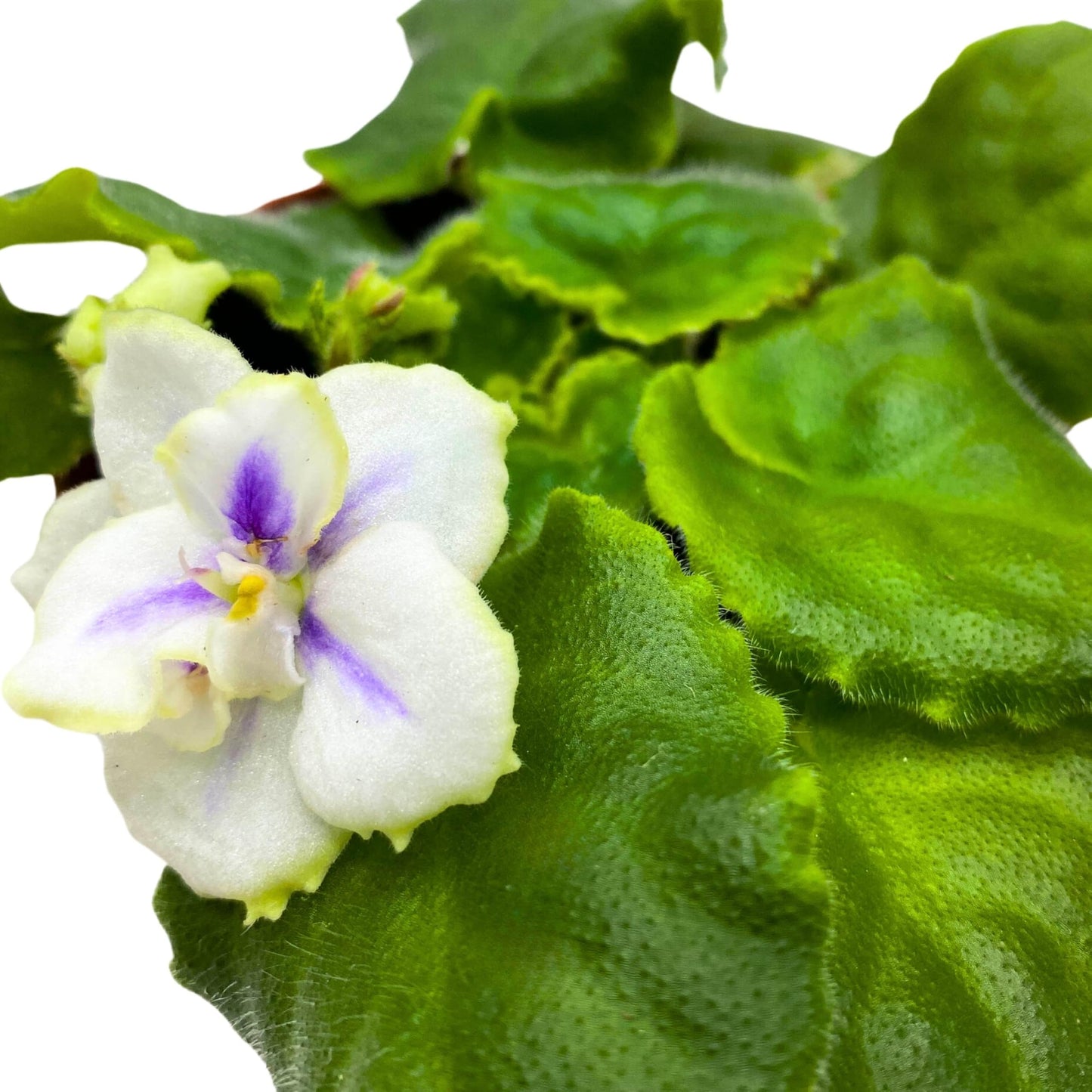 Harmony Foliage Hunter's North Star African Violet Variegated Flower 4 inch