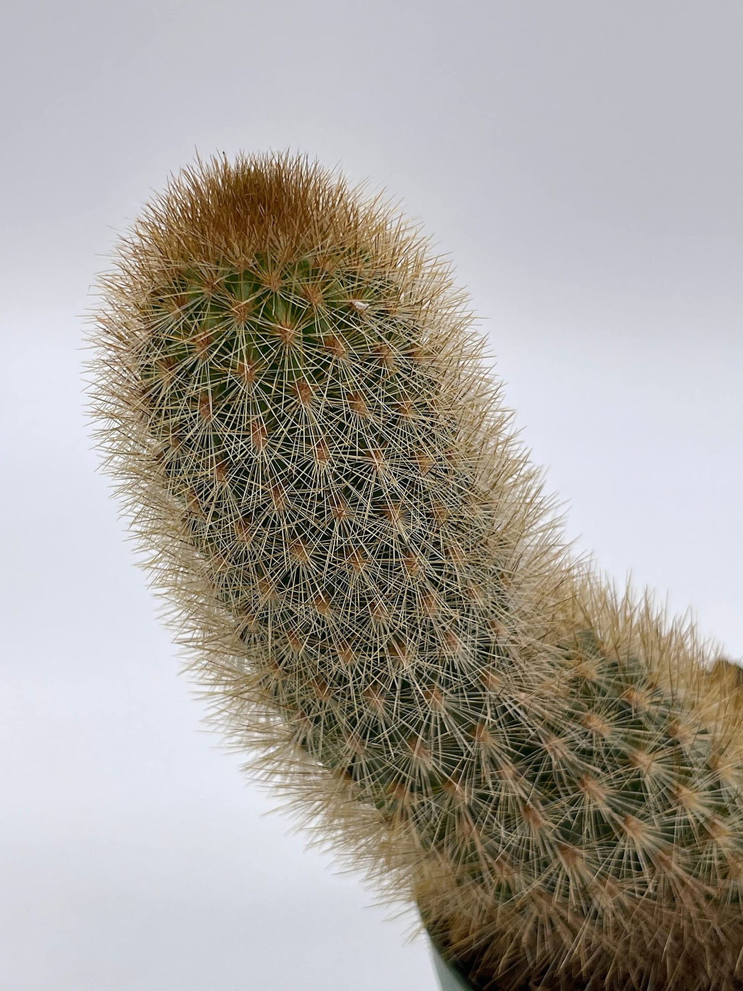 Echinopsis Tarijensis, Texas Rainbow Cactus, echinocereus dasyacanthus, Wooly, Rare Cactus, 4 inch Pot, Well Rooted