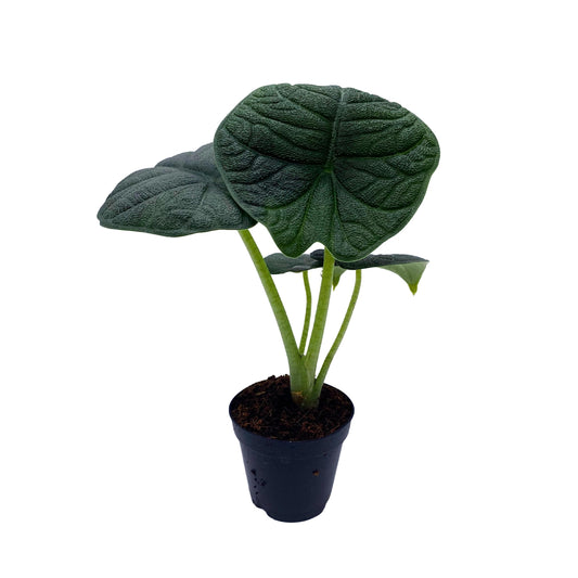 Alocasia Melo, Rhino Skin Alocasia, Alocasia Rugosa in 2 inch Pot