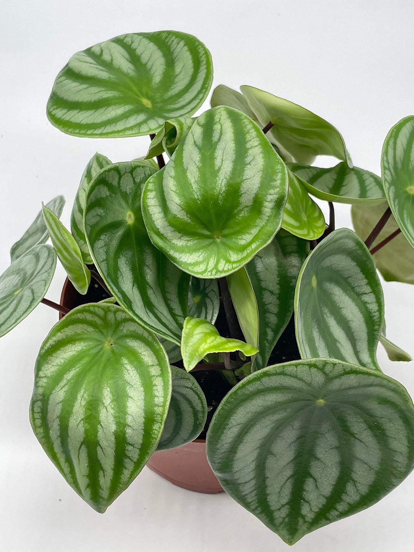 Watermelon Peperomia, 6 inch, Peperomia Argyreia