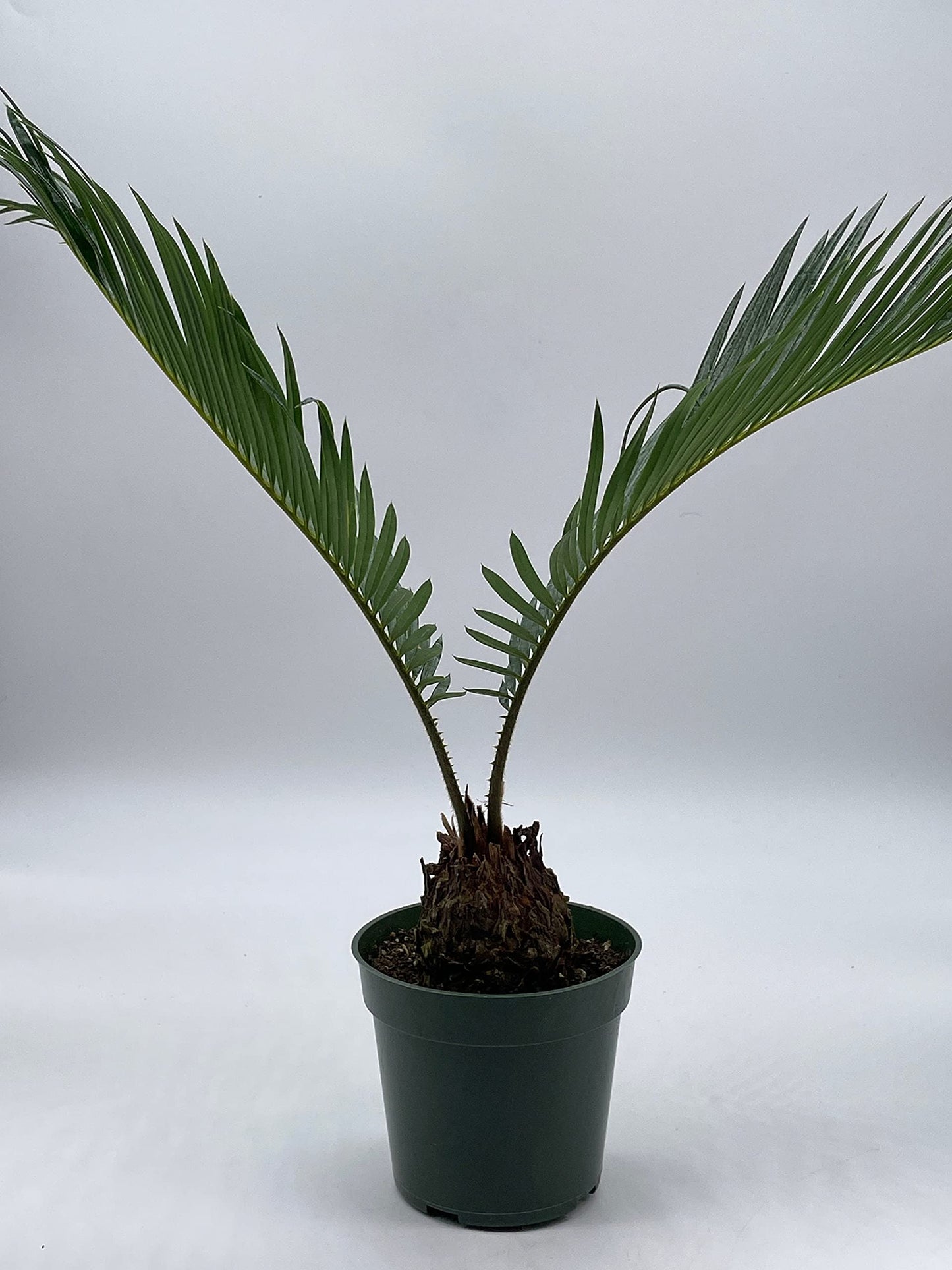 Queen Sago Palm, Cycas rumphii, in a 4 inch Pot (Cycas revoluta)